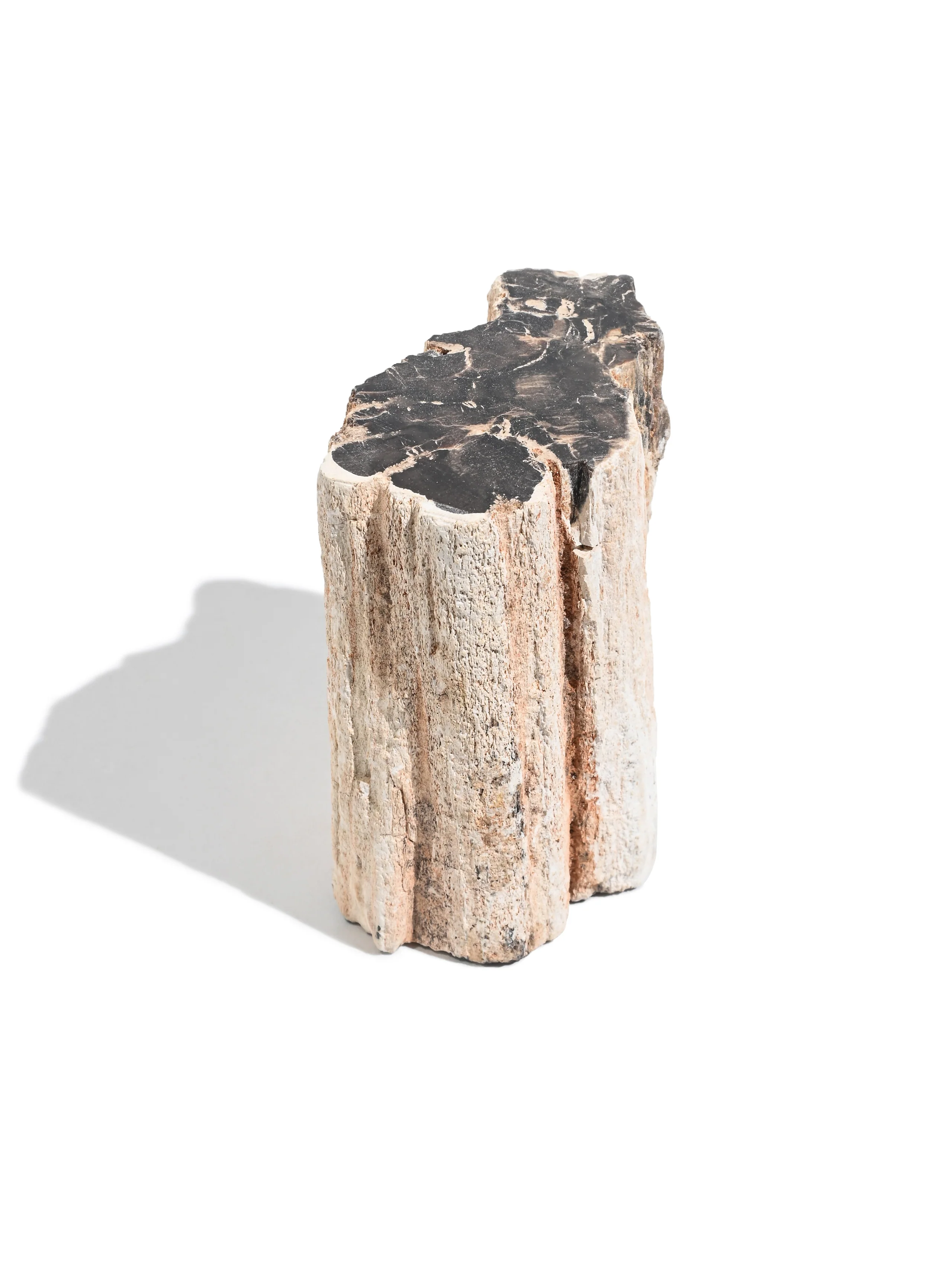 Petrified Wood Branches - Image 7