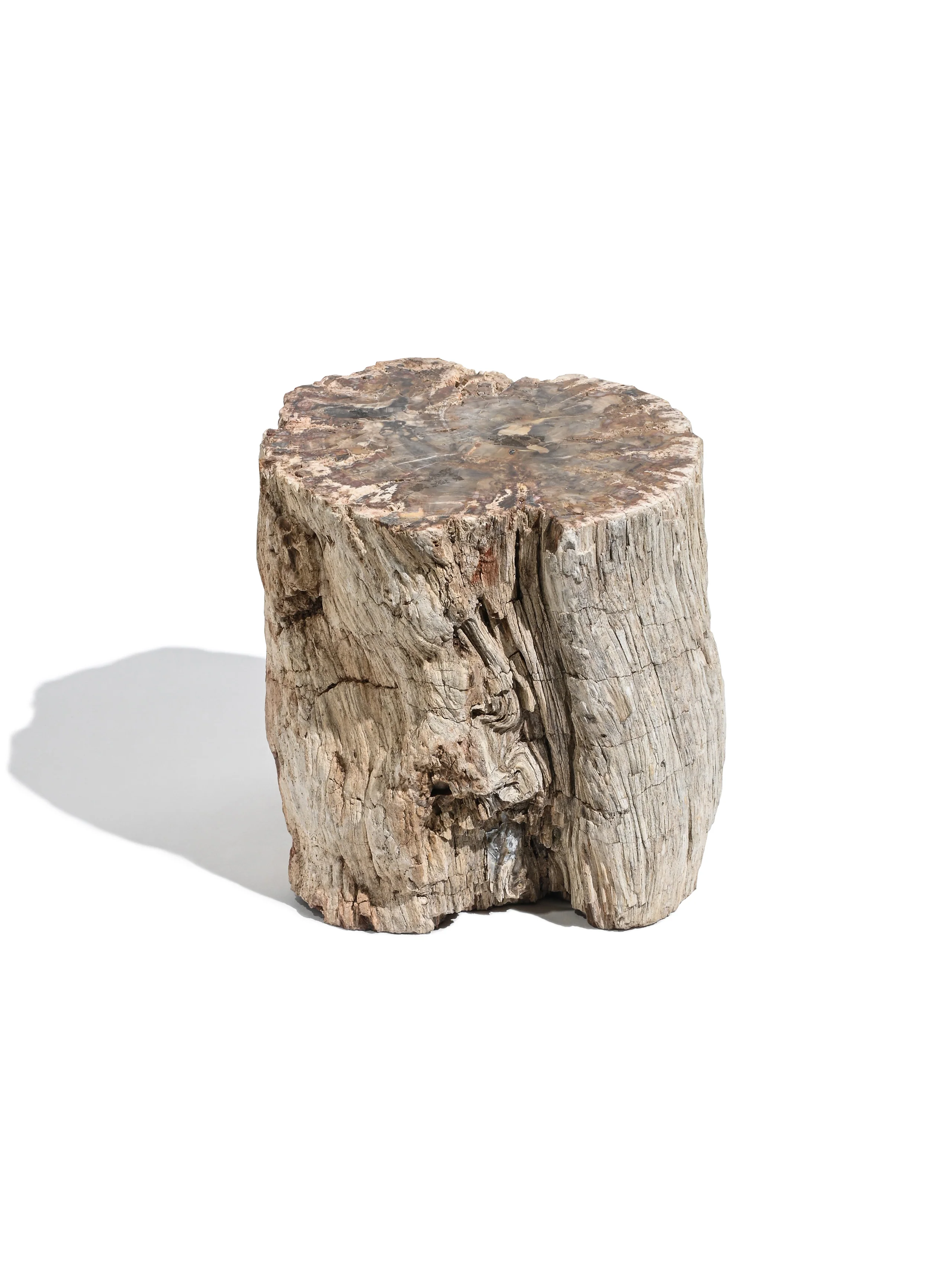 Petrified Wood Branches - Image 8