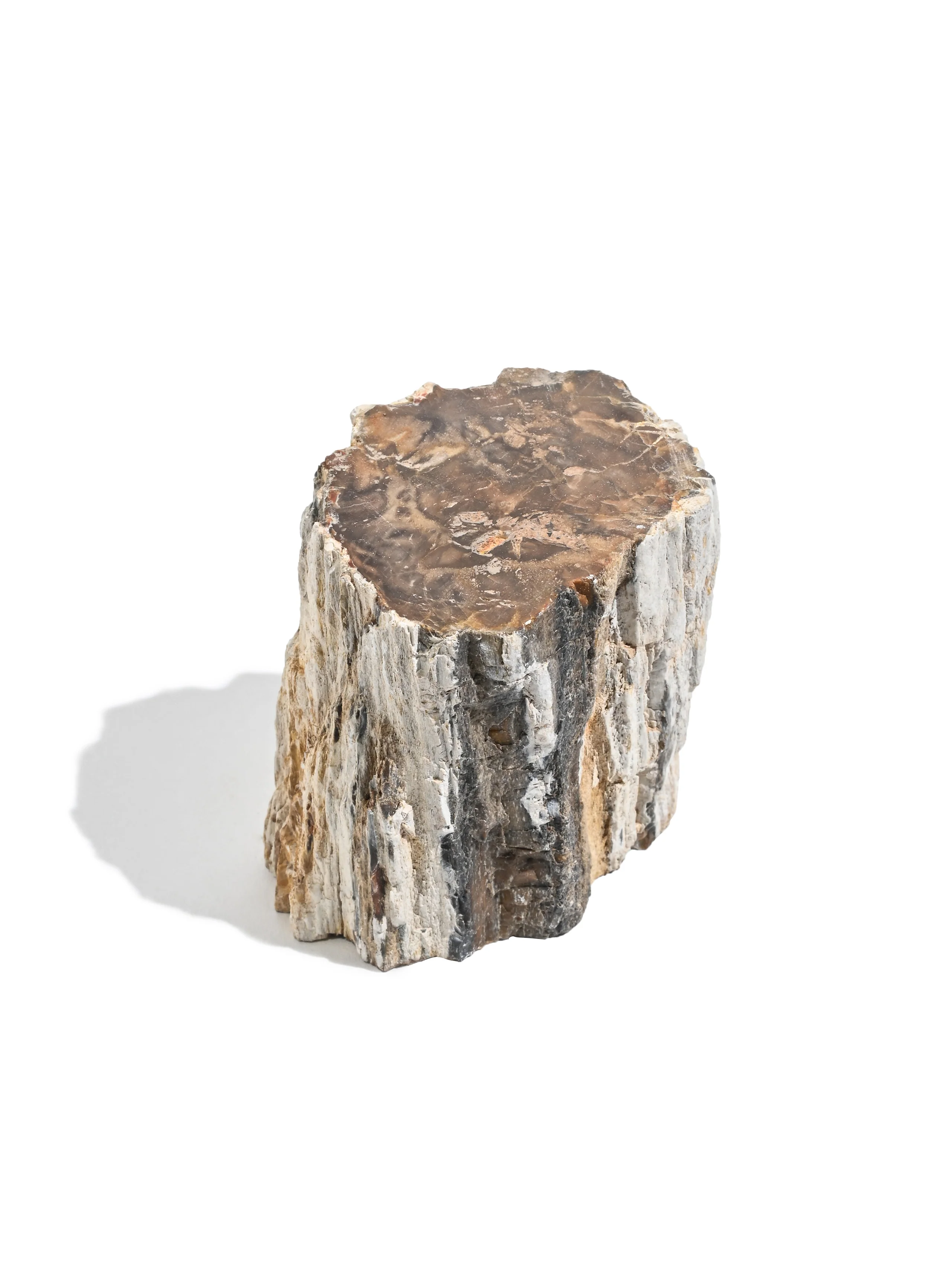 Petrified Wood Branches - Image 9