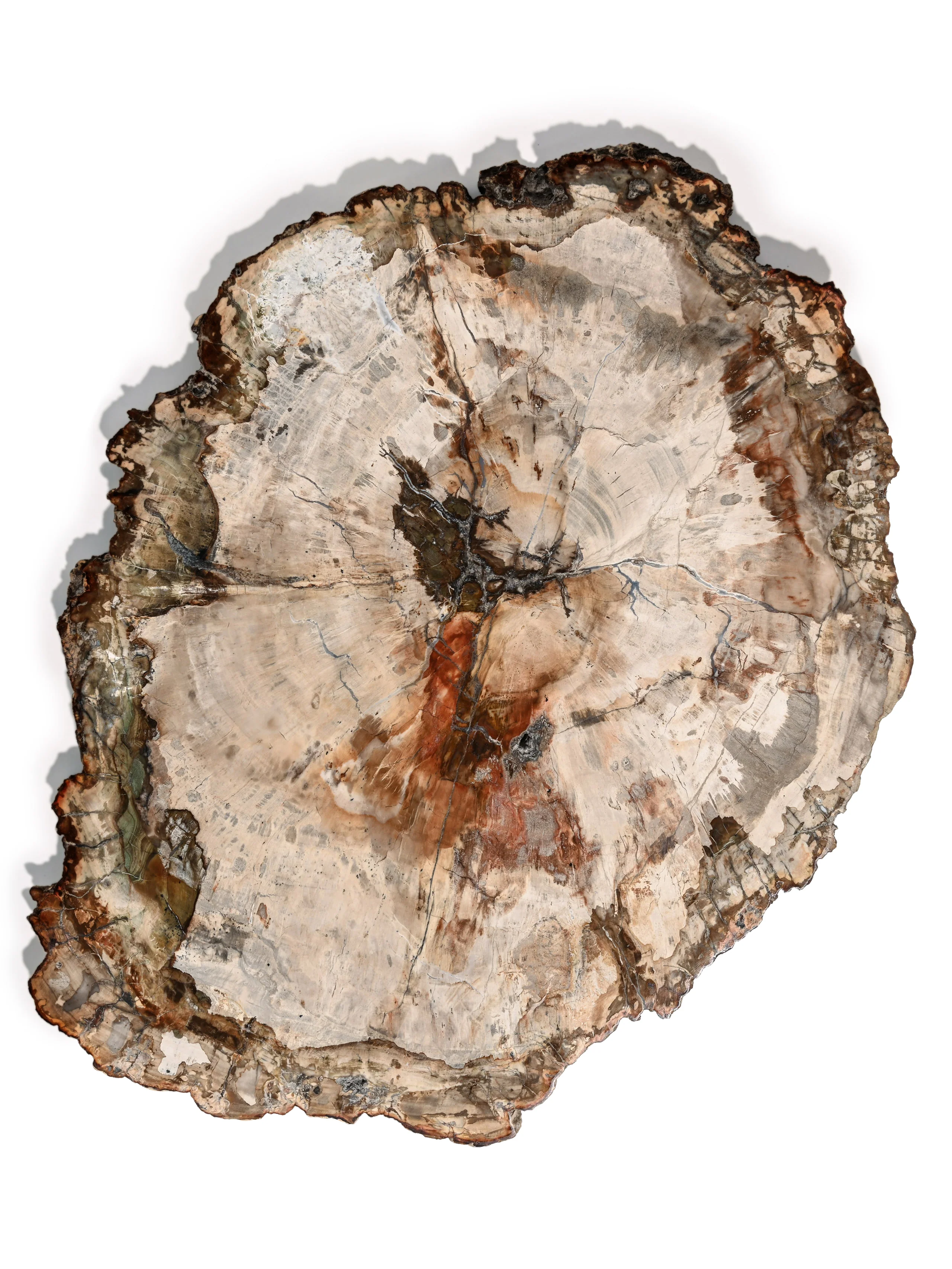 Petrified Wood Slab - Large - Image 10