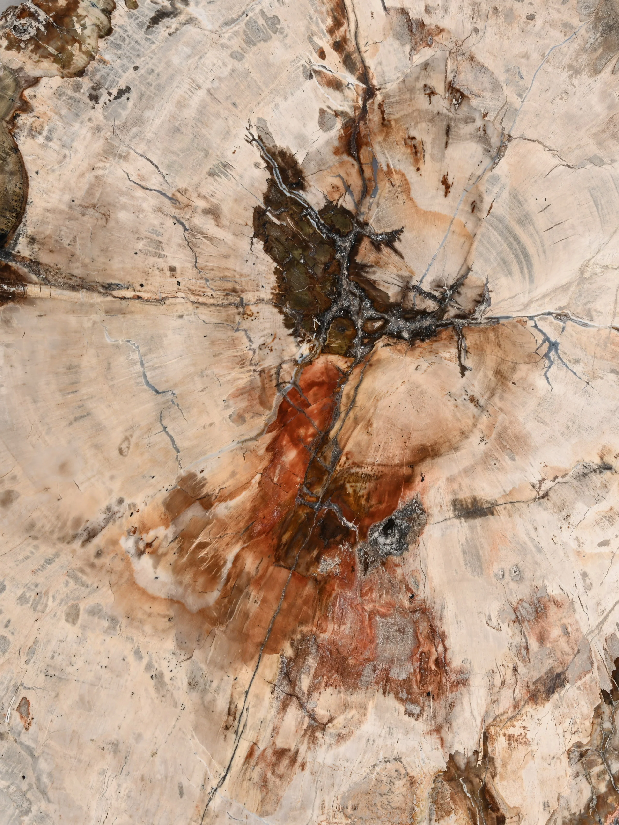Petrified Wood Slab - Large - Image 11