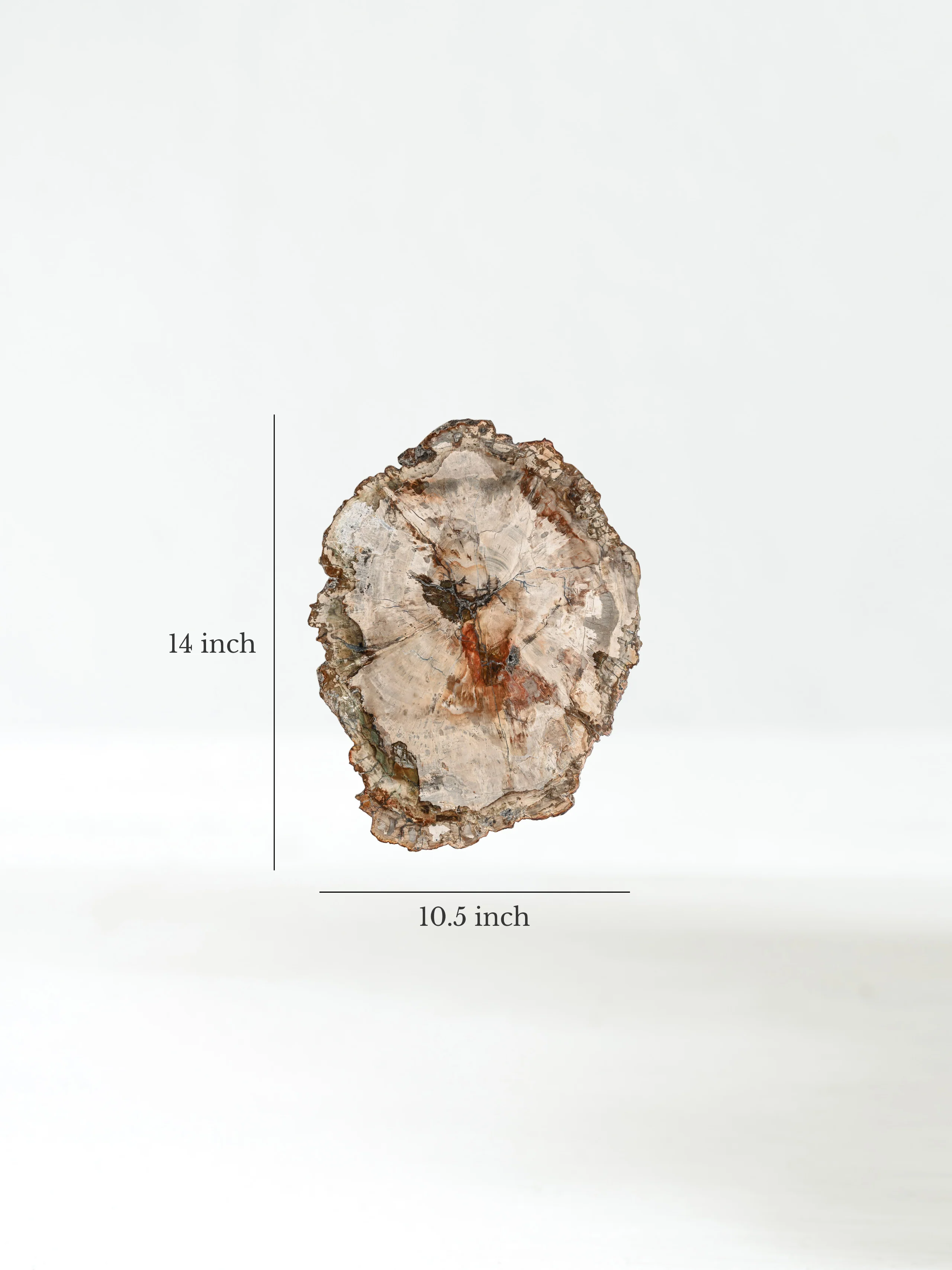 Petrified Wood Slab - Large - Image 12