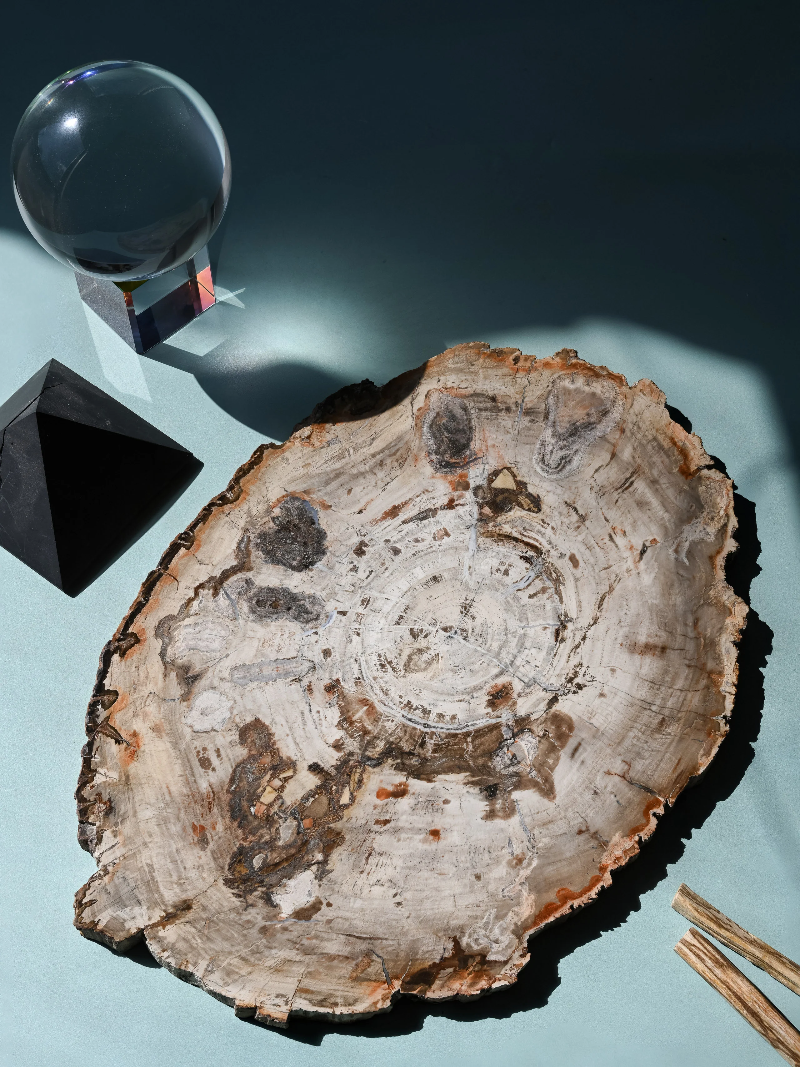 Petrified Wood Slab - Large - Image 13