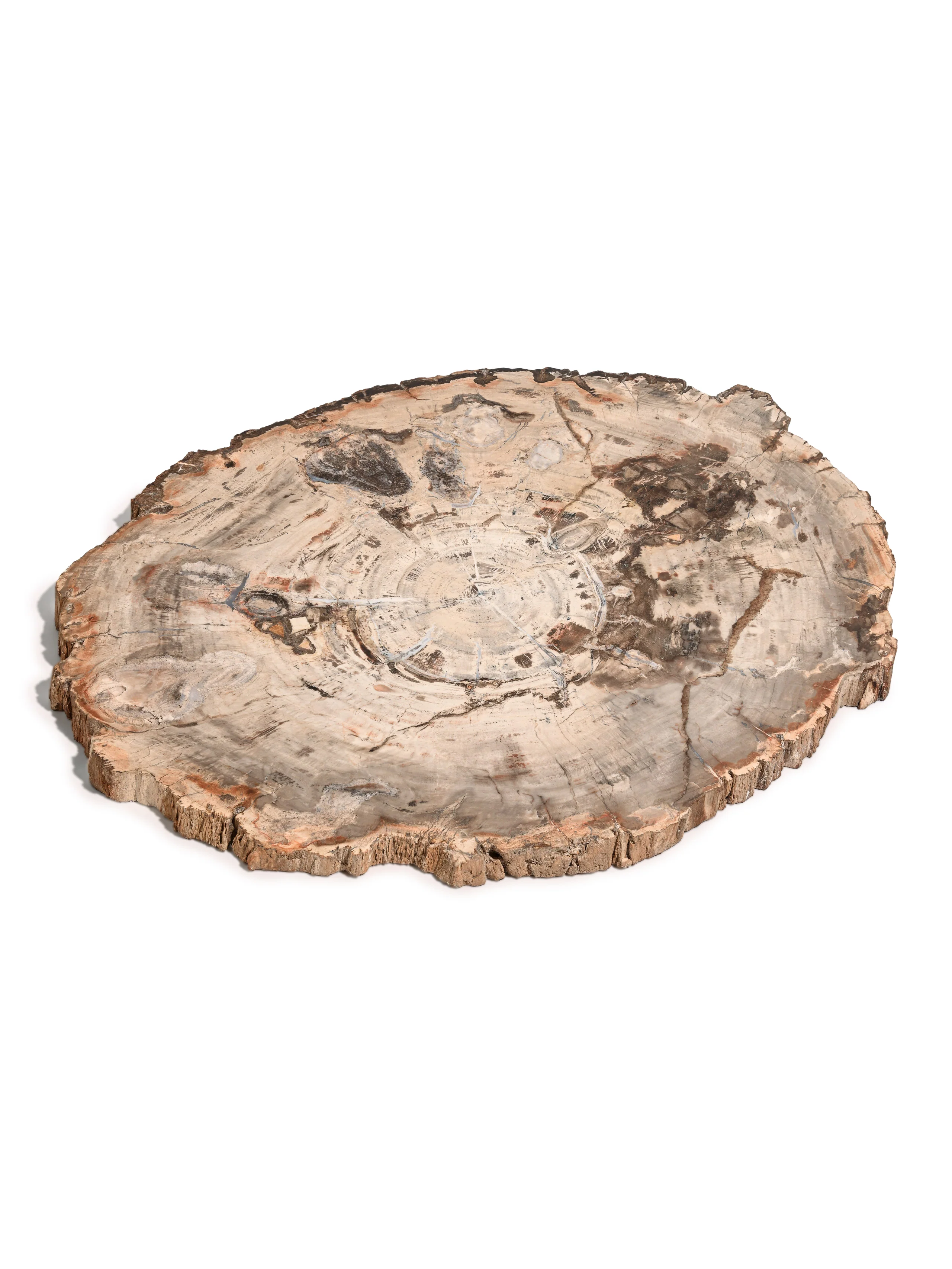 Petrified Wood Slab - Large - Image 14