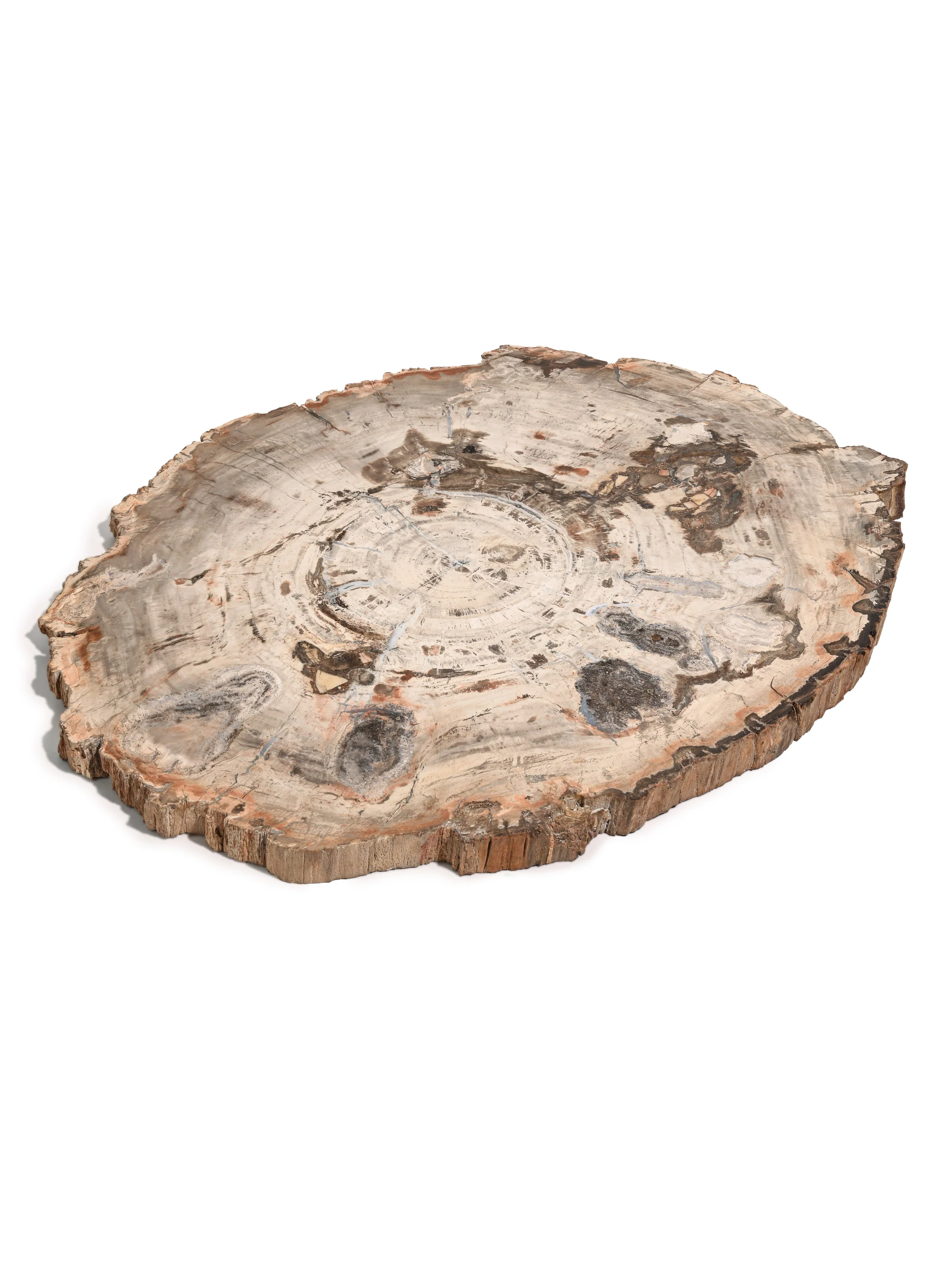 Petrified Wood Slab - Large - Image 15
