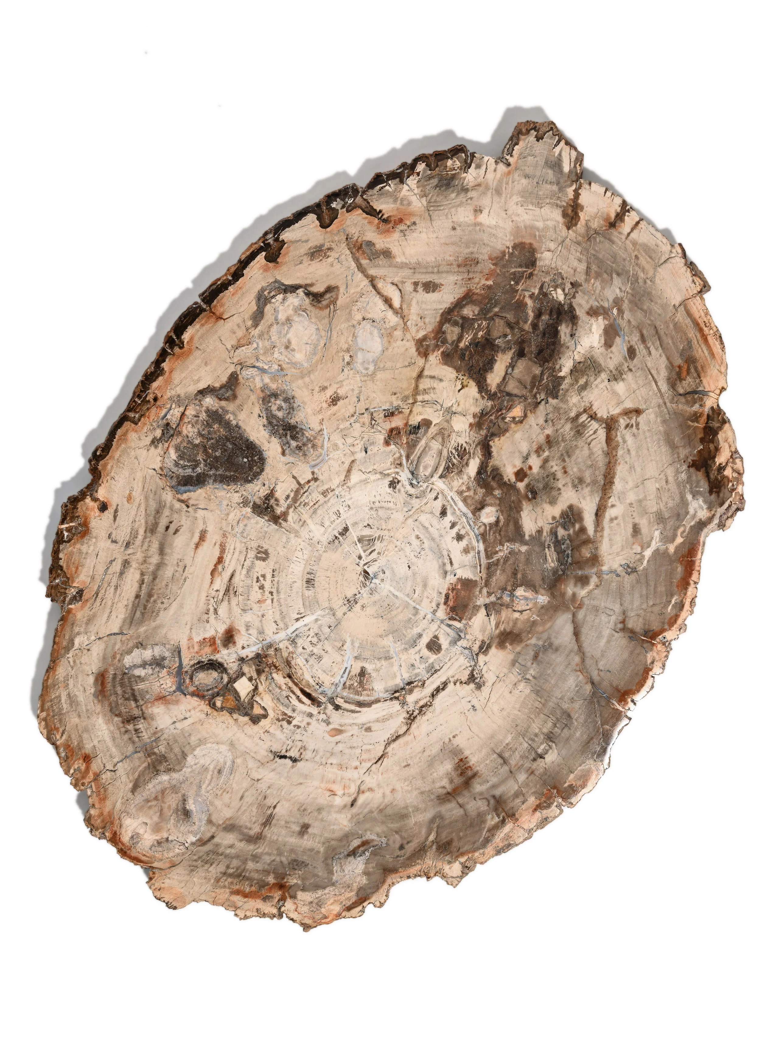Petrified Wood Slab - Large - Image 16