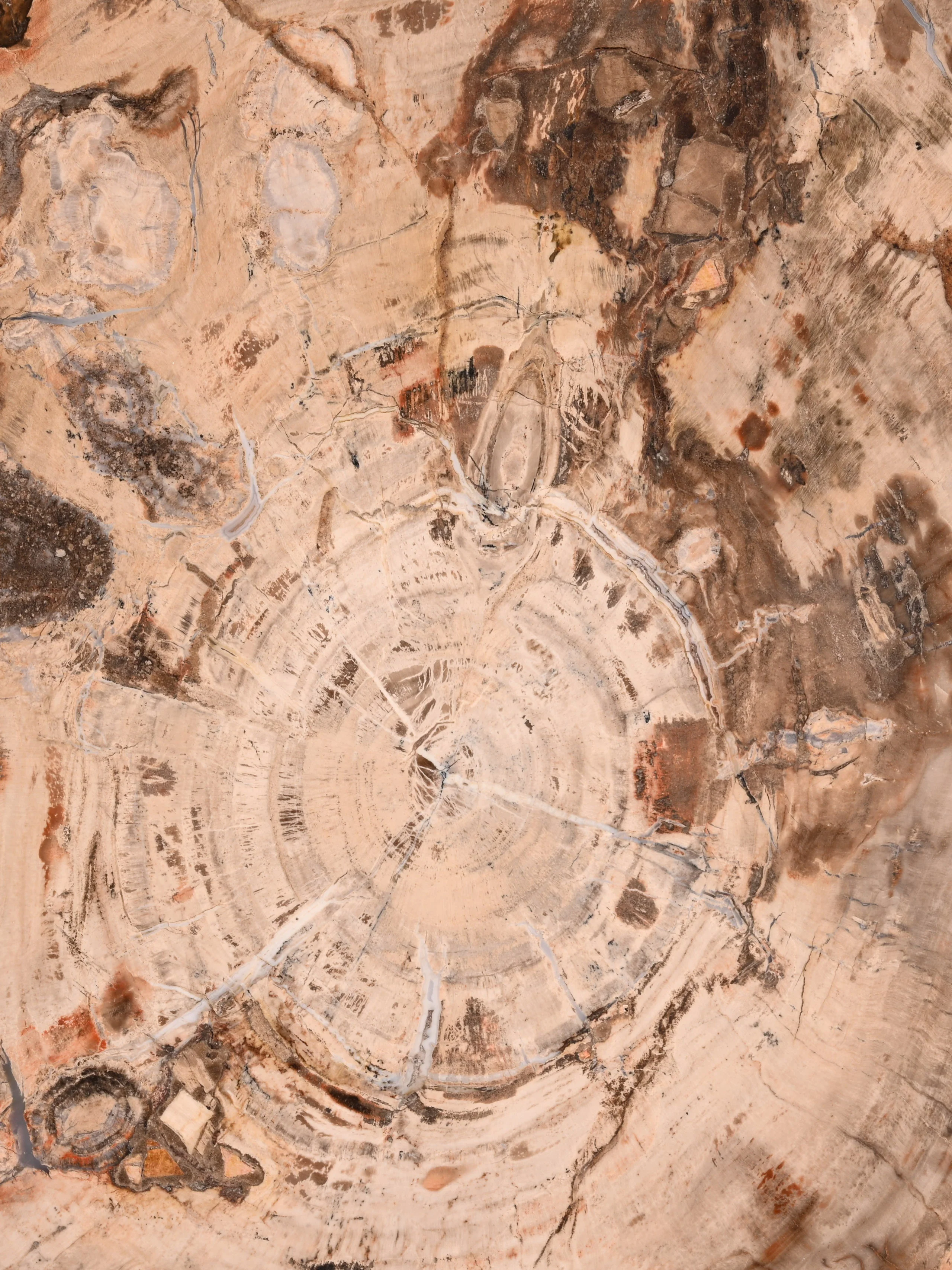 Petrified Wood Slab - Large - Image 17
