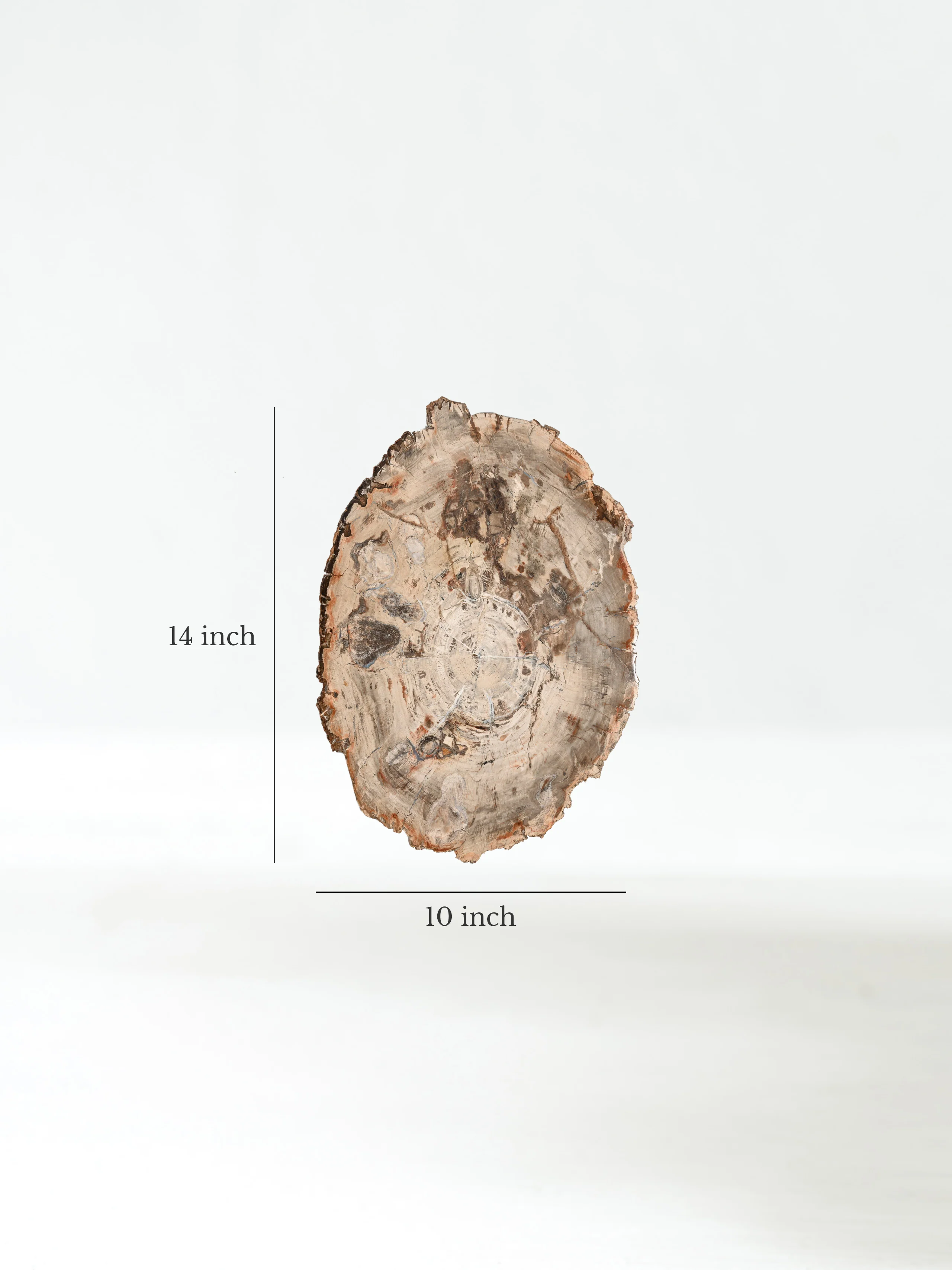 Petrified Wood Slab - Large - Image 18