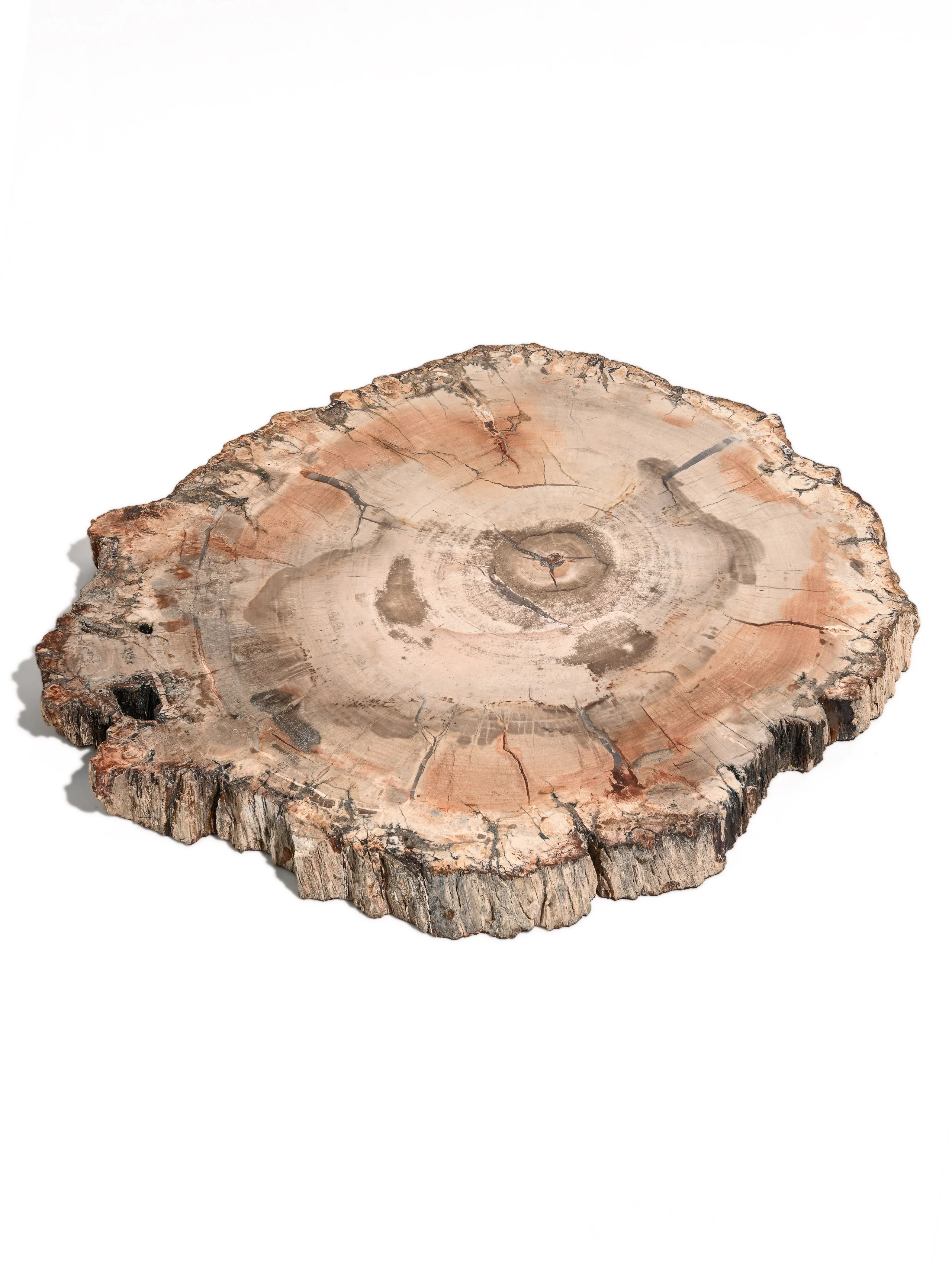 Petrified Wood Slab - Large - Image 3