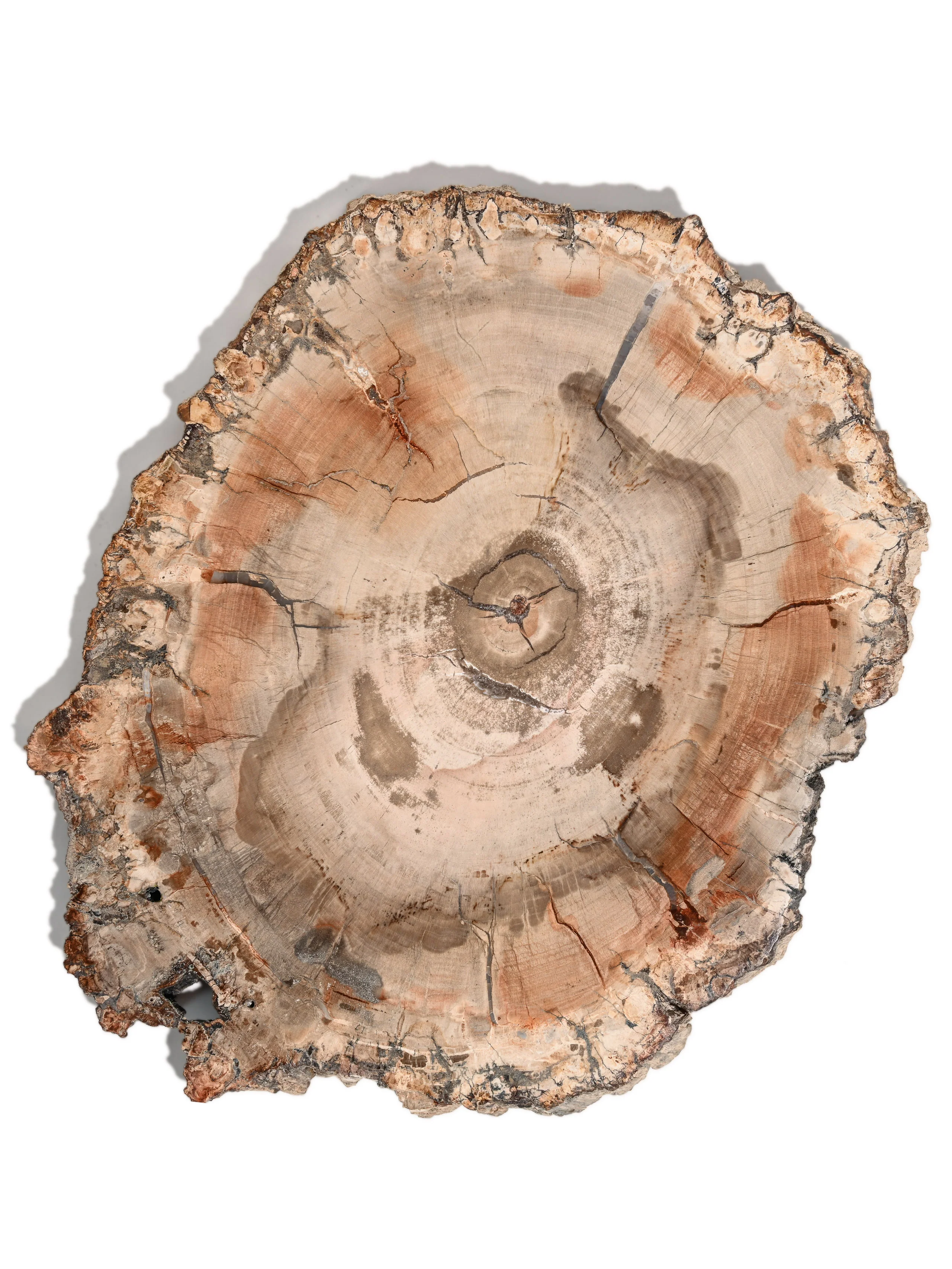 Petrified Wood Slab - Large - Image 4