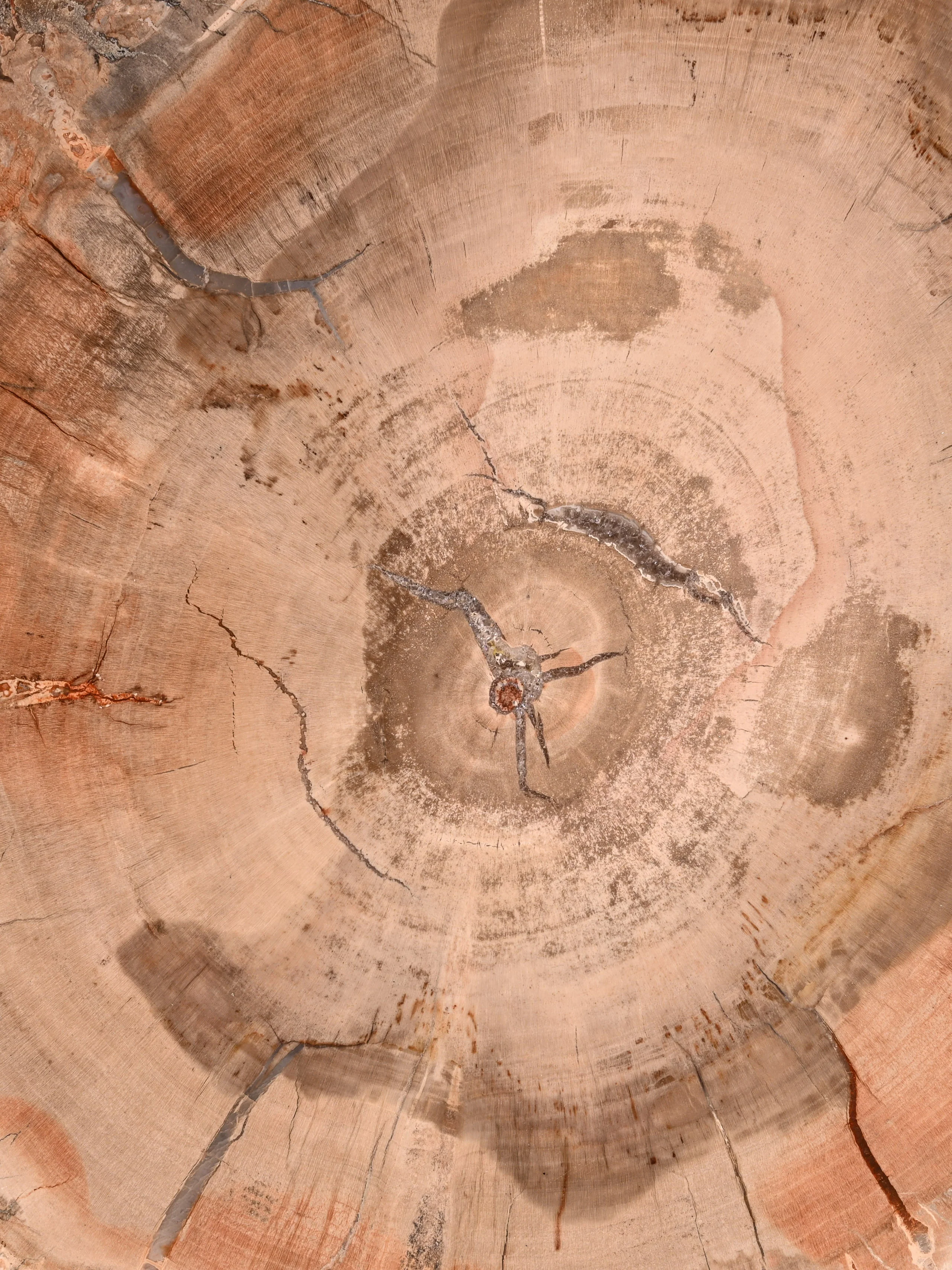 Petrified Wood Slab - Large - Image 5