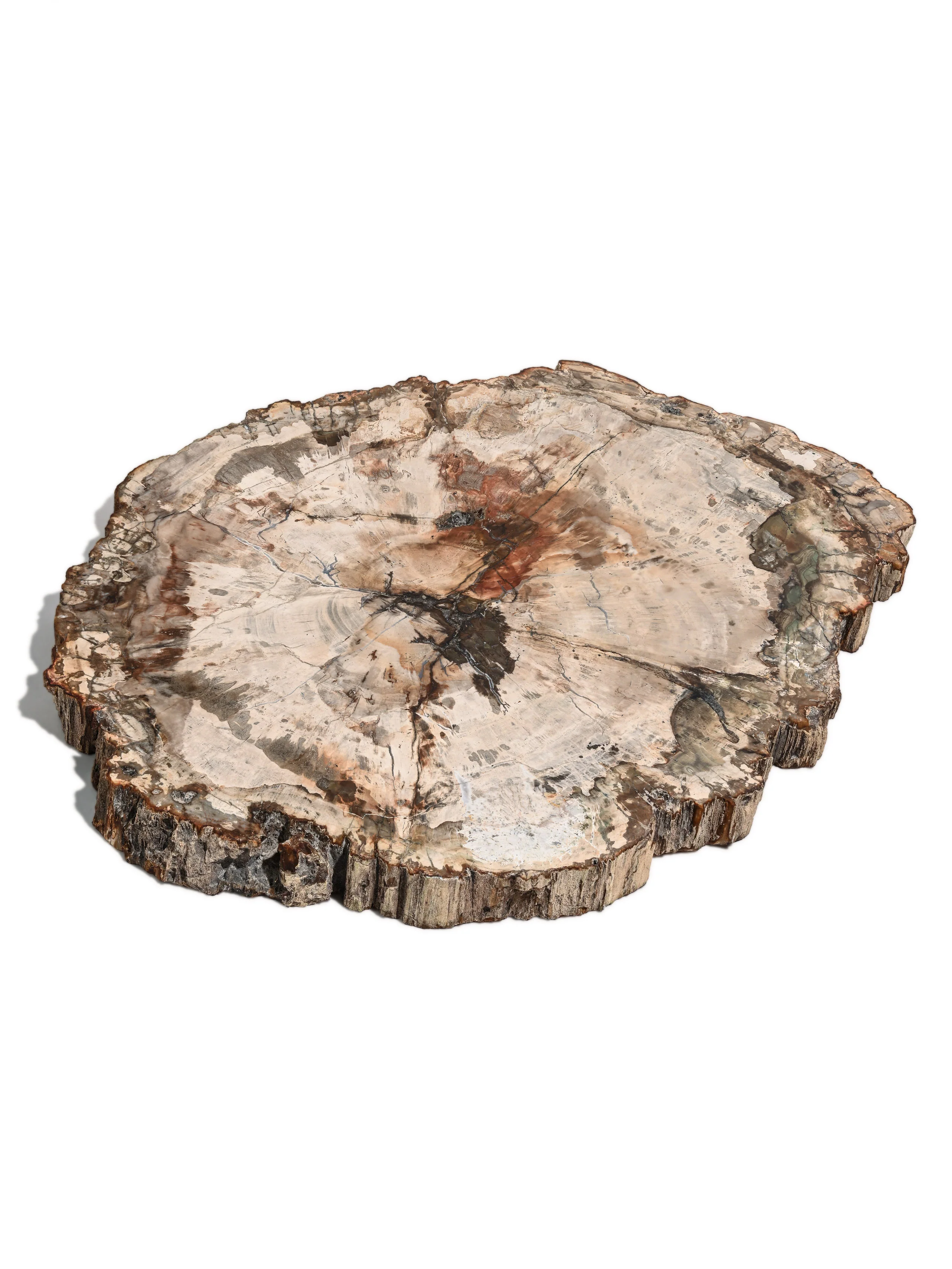 Petrified Wood Slab - Large - Image 6