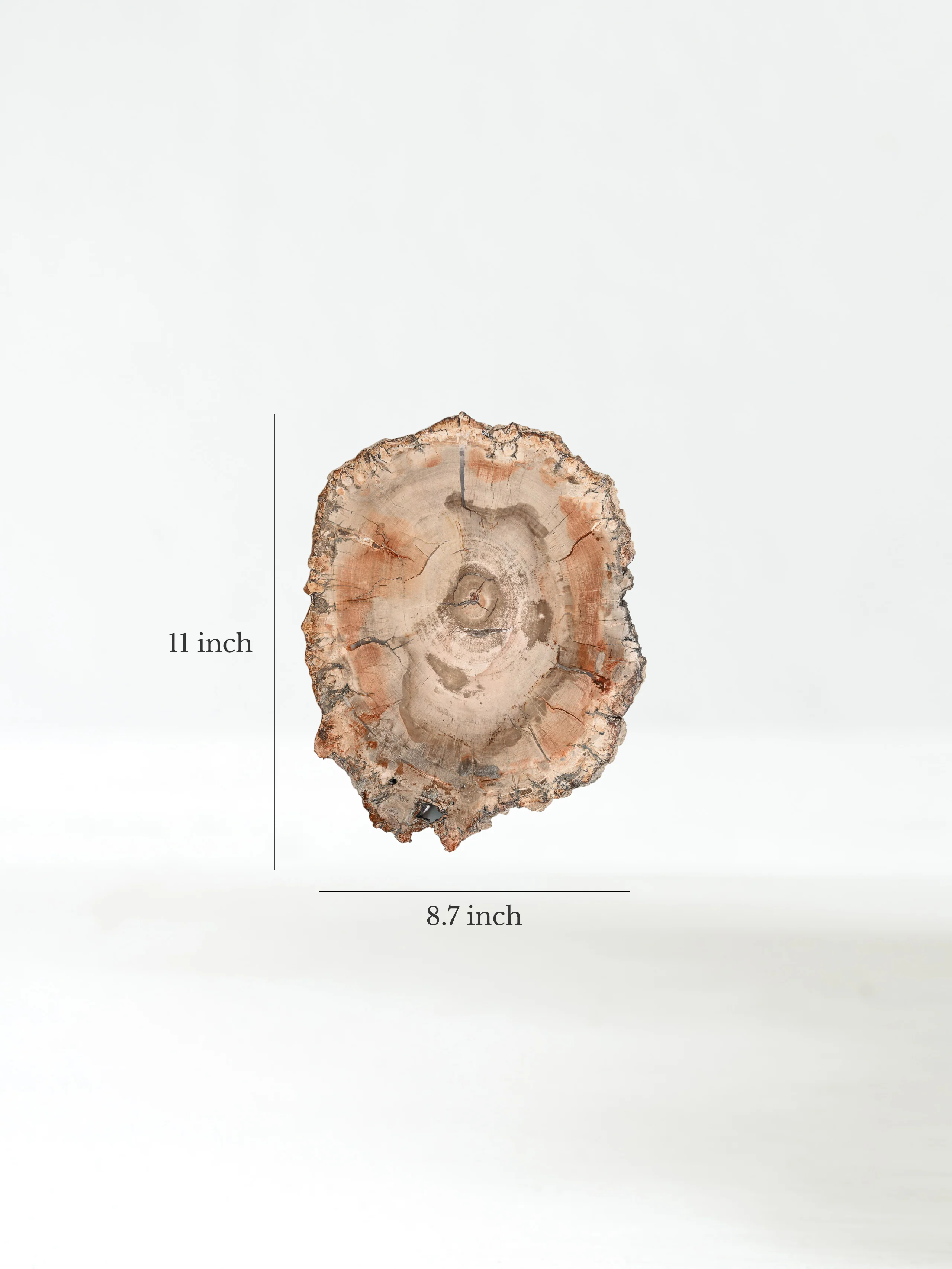 Petrified Wood Slab - Large - Image 7
