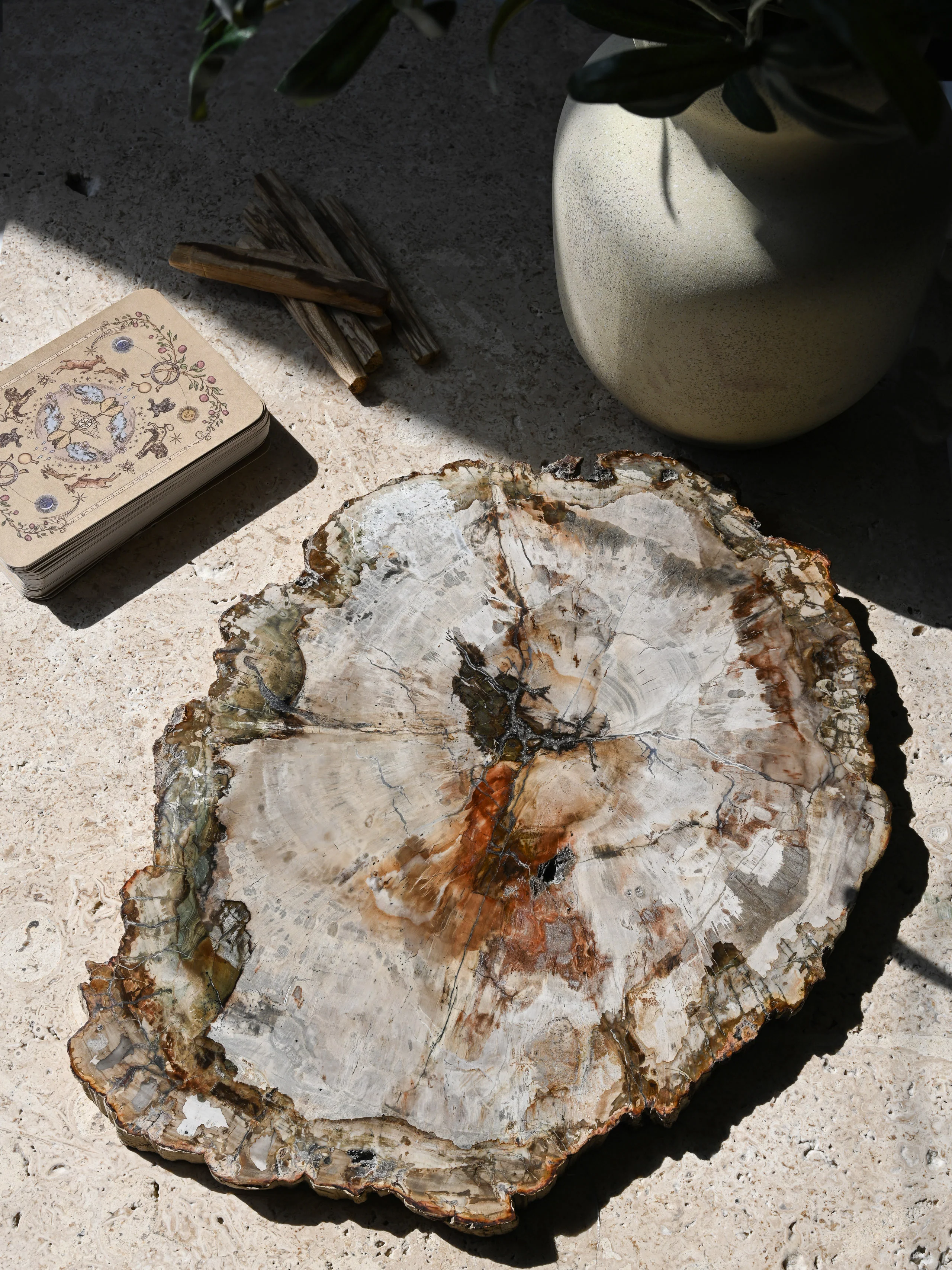 Petrified Wood Slab - Large - Image 8