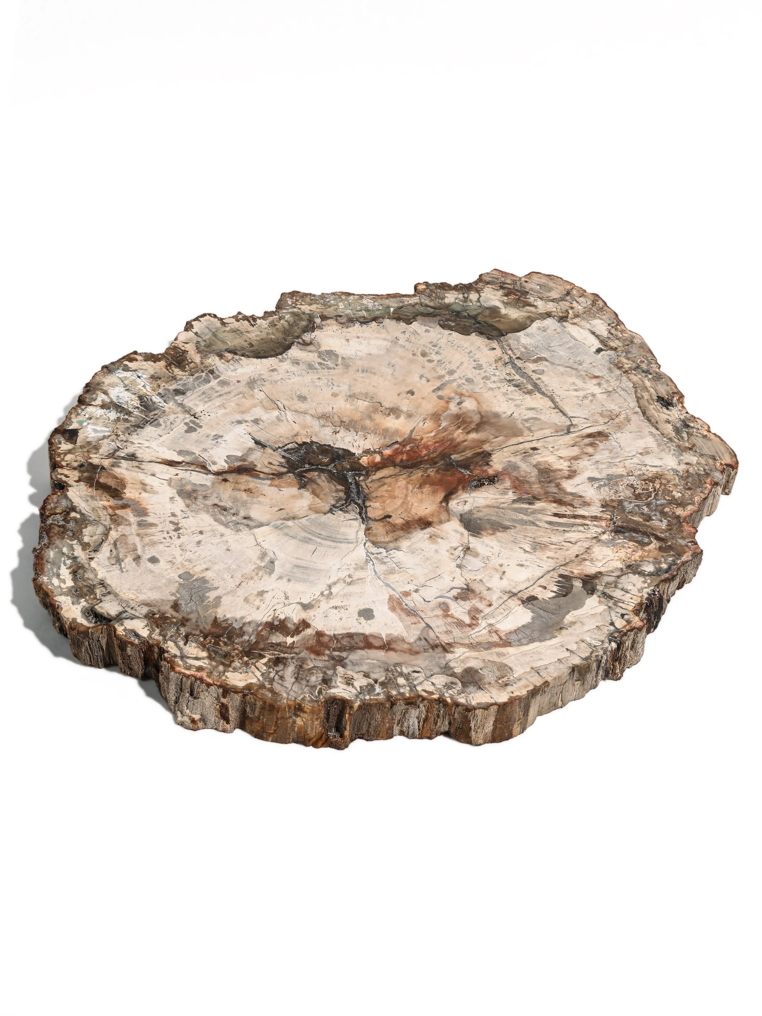 Petrified Wood Slab - Large - Image 9