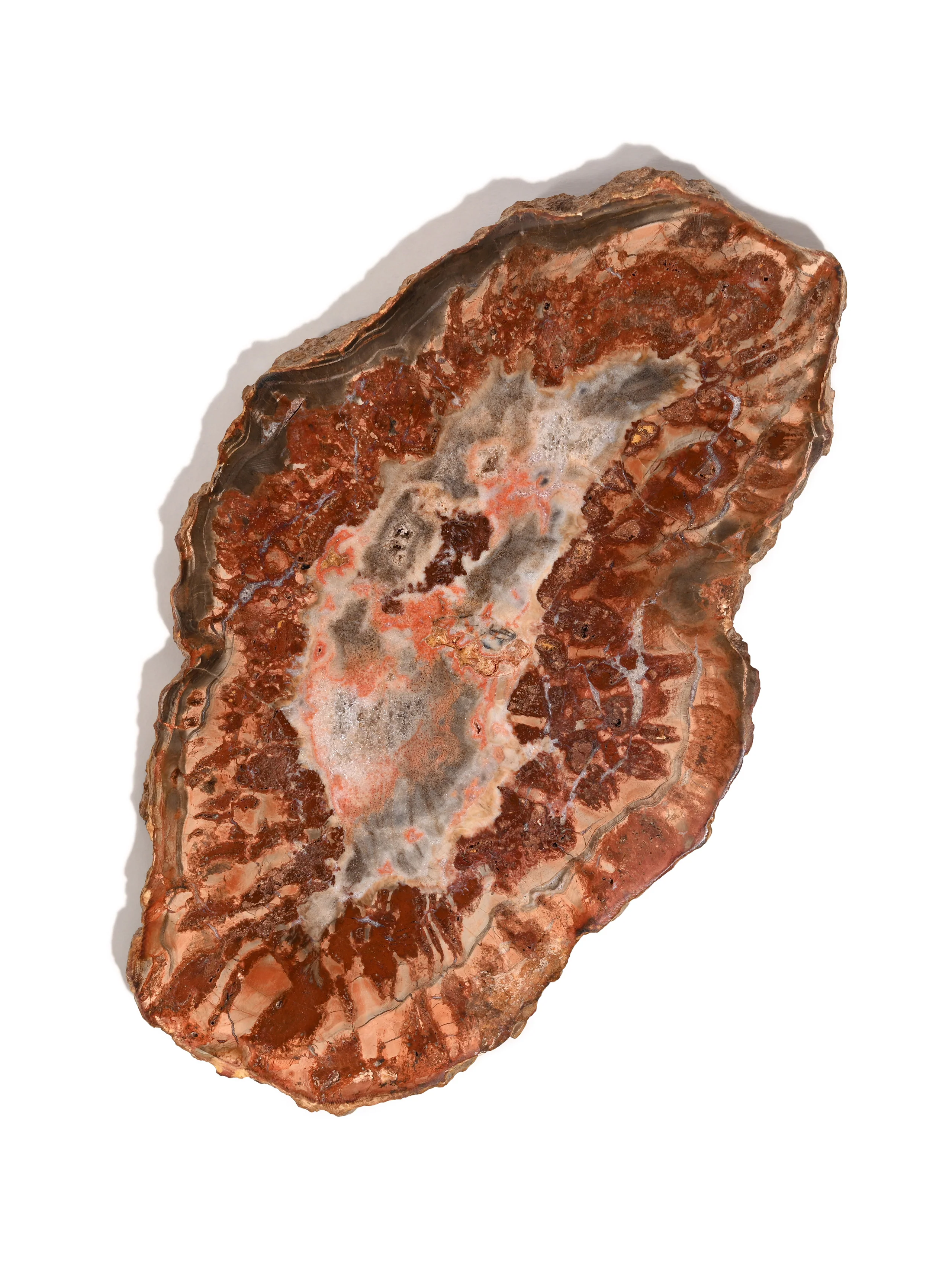 Petrified Wood Slabs - Image 10