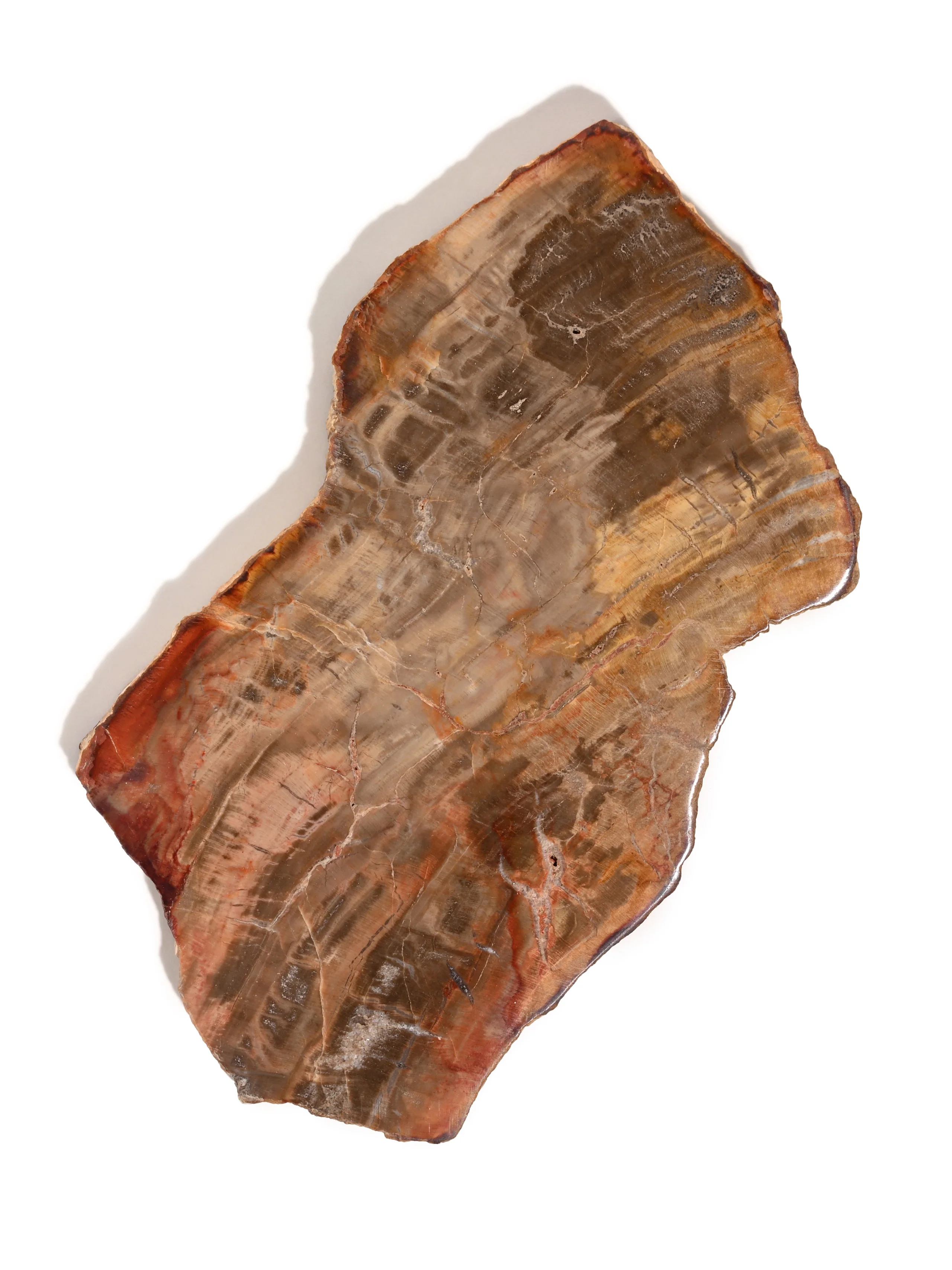 Petrified Wood Slabs - Image 11