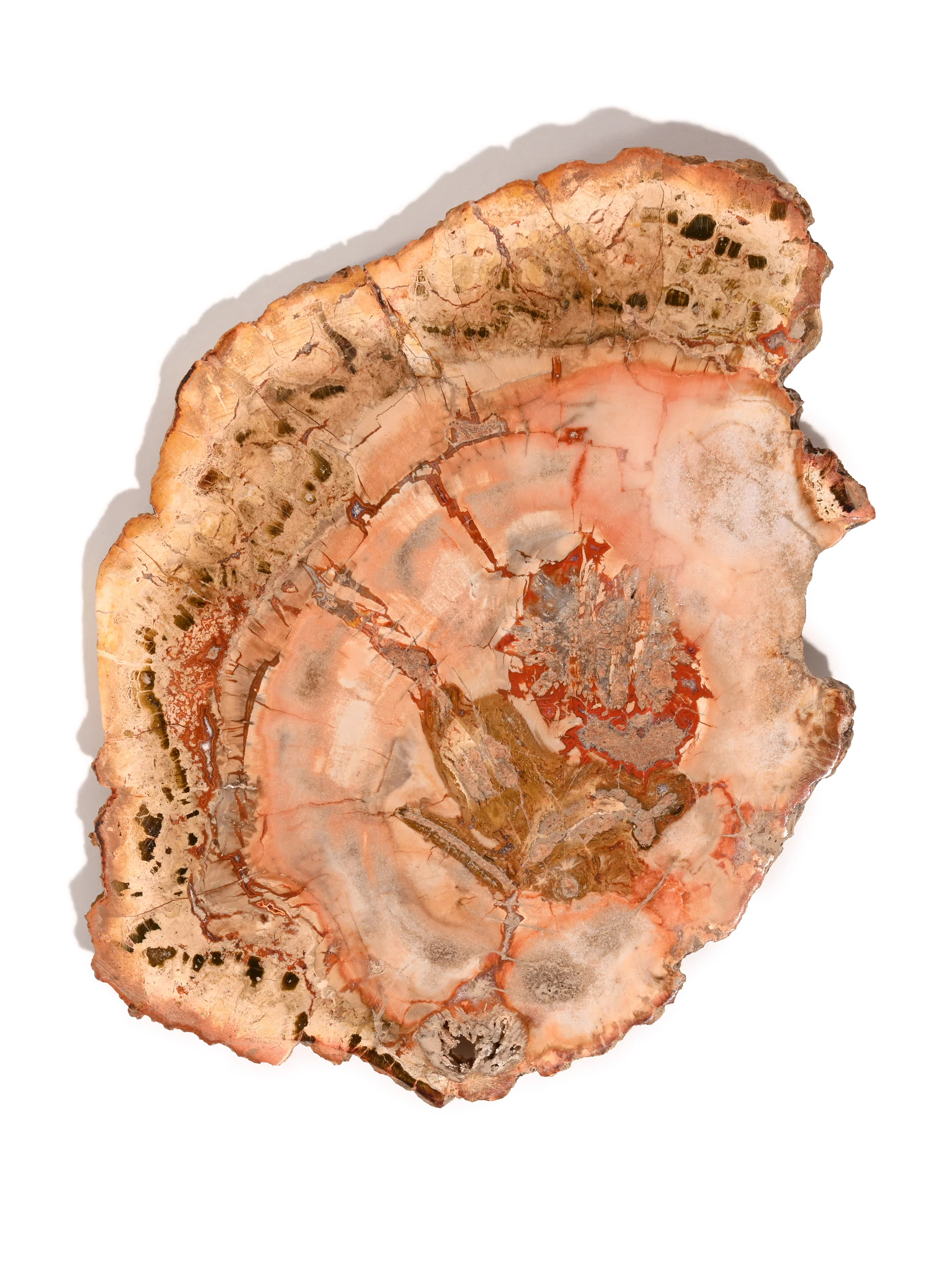 Petrified Wood Slabs - Image 12