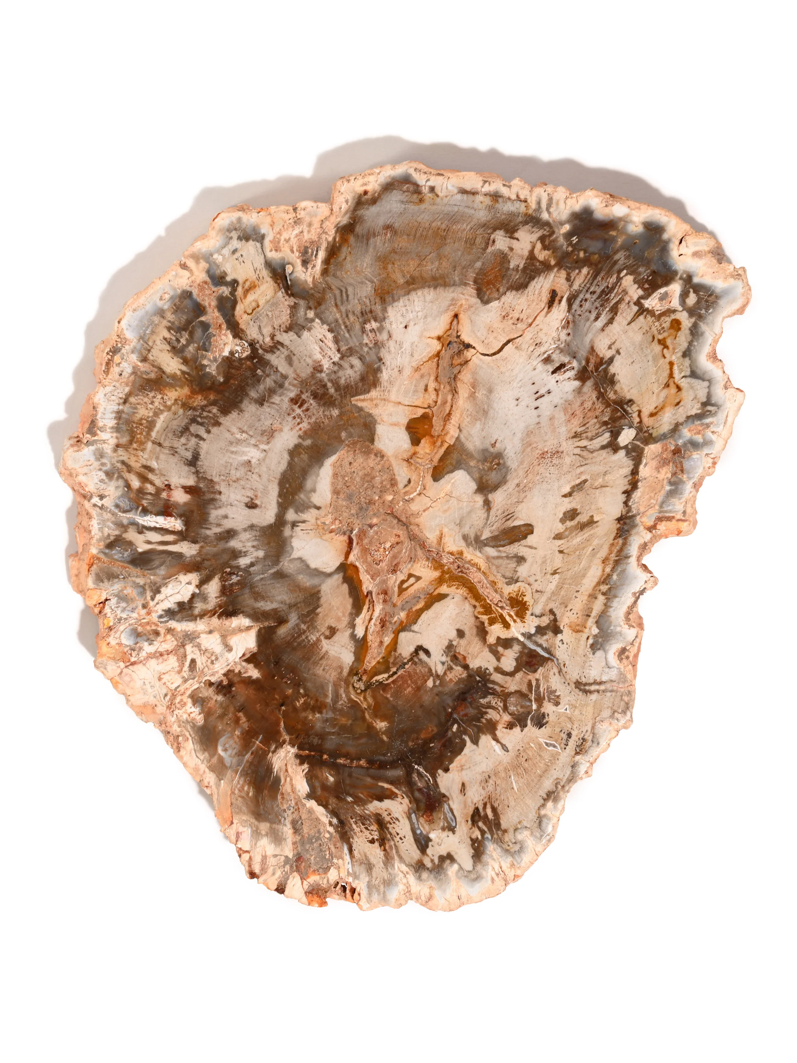 Petrified Wood Slabs - Image 13