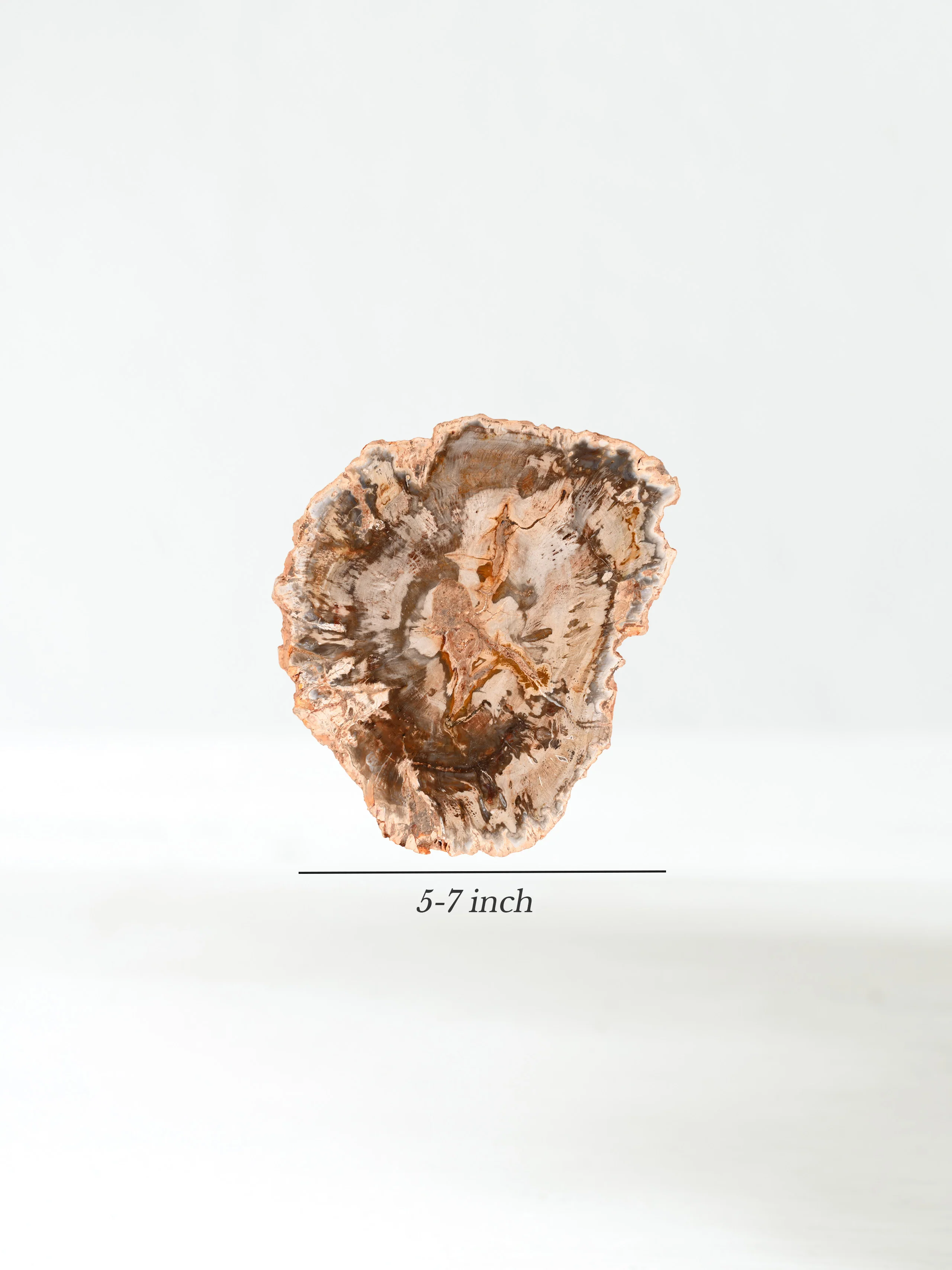 Petrified Wood Slabs - Image 14