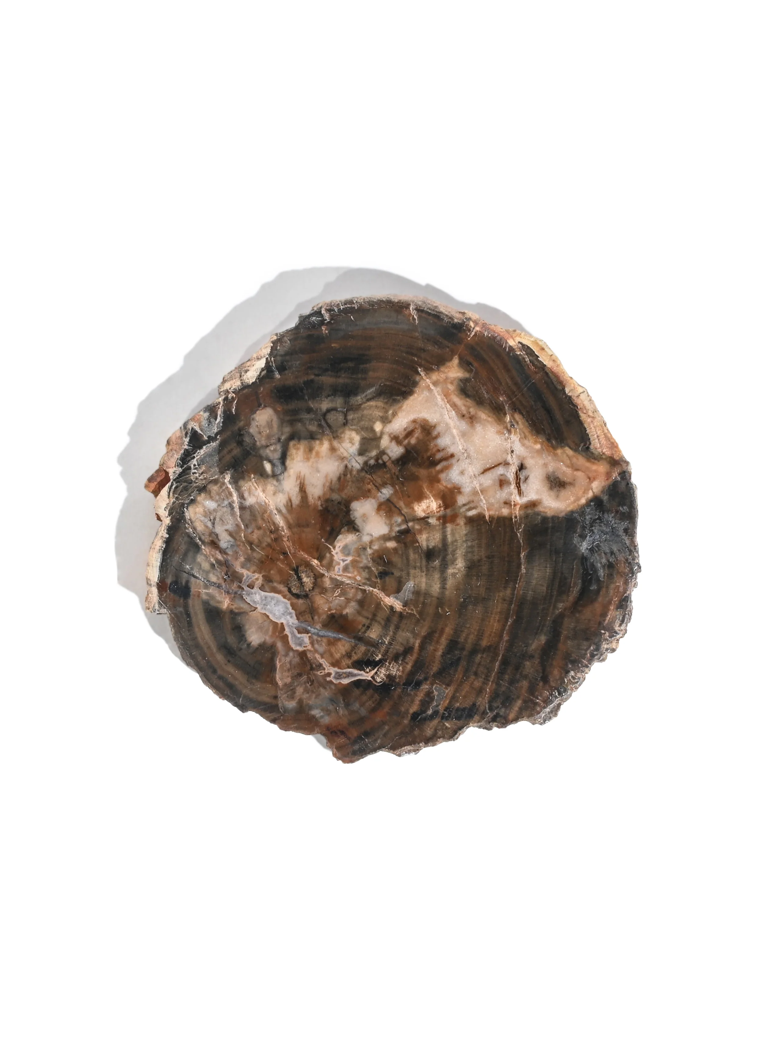 Petrified Wood Slabs - Image 3