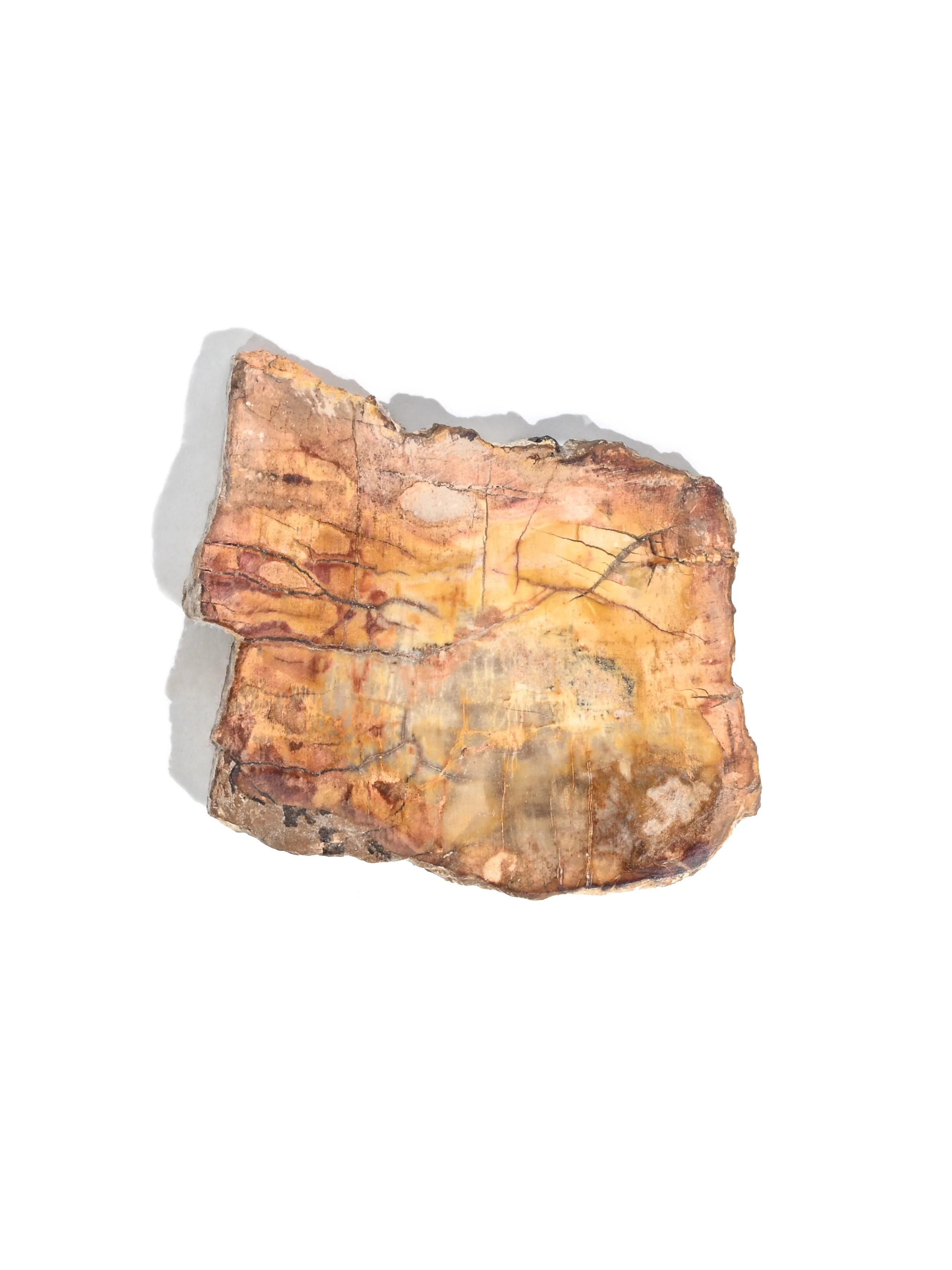 Petrified Wood Slabs - Image 4