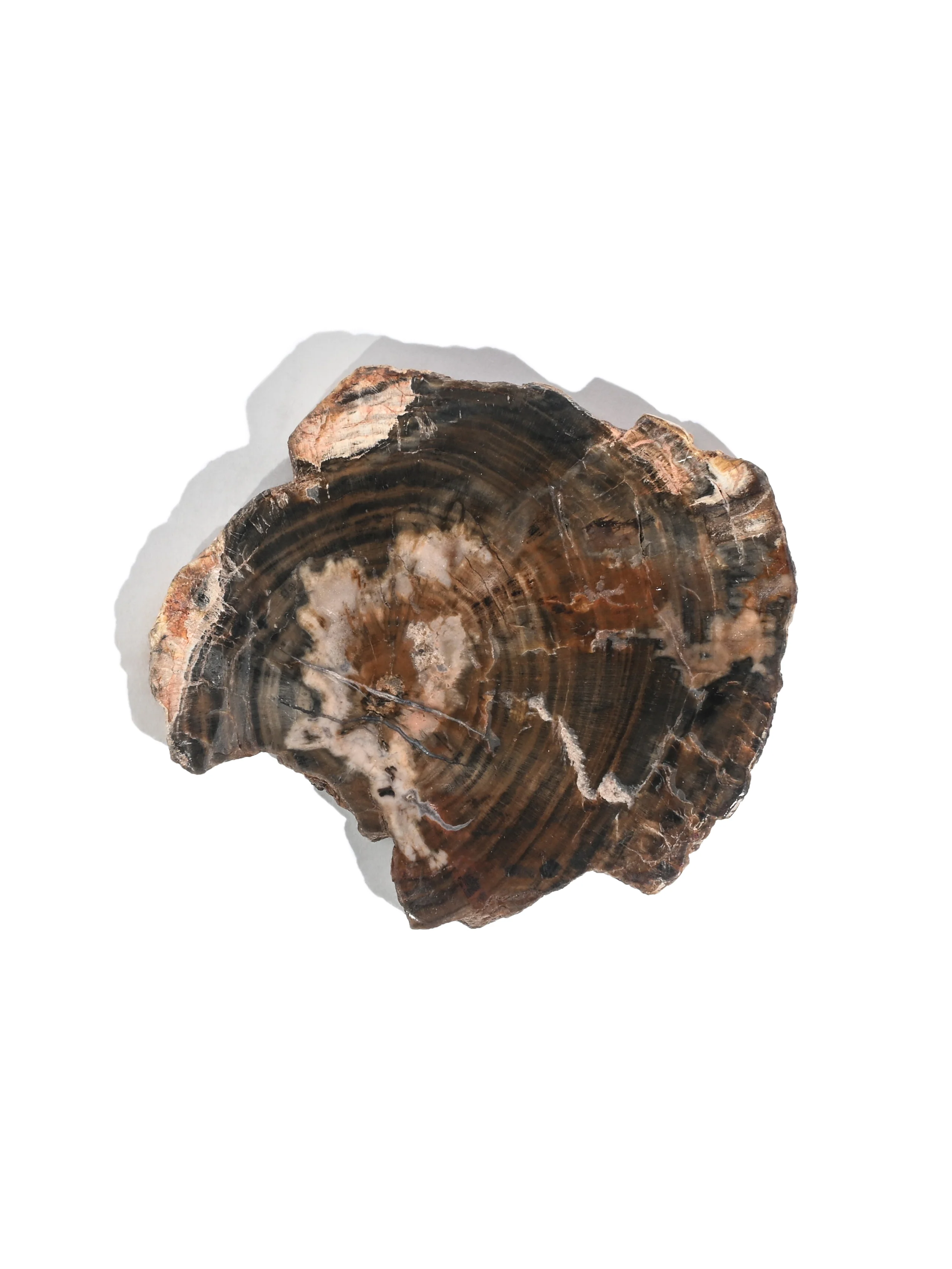 Petrified Wood Slabs - Image 5