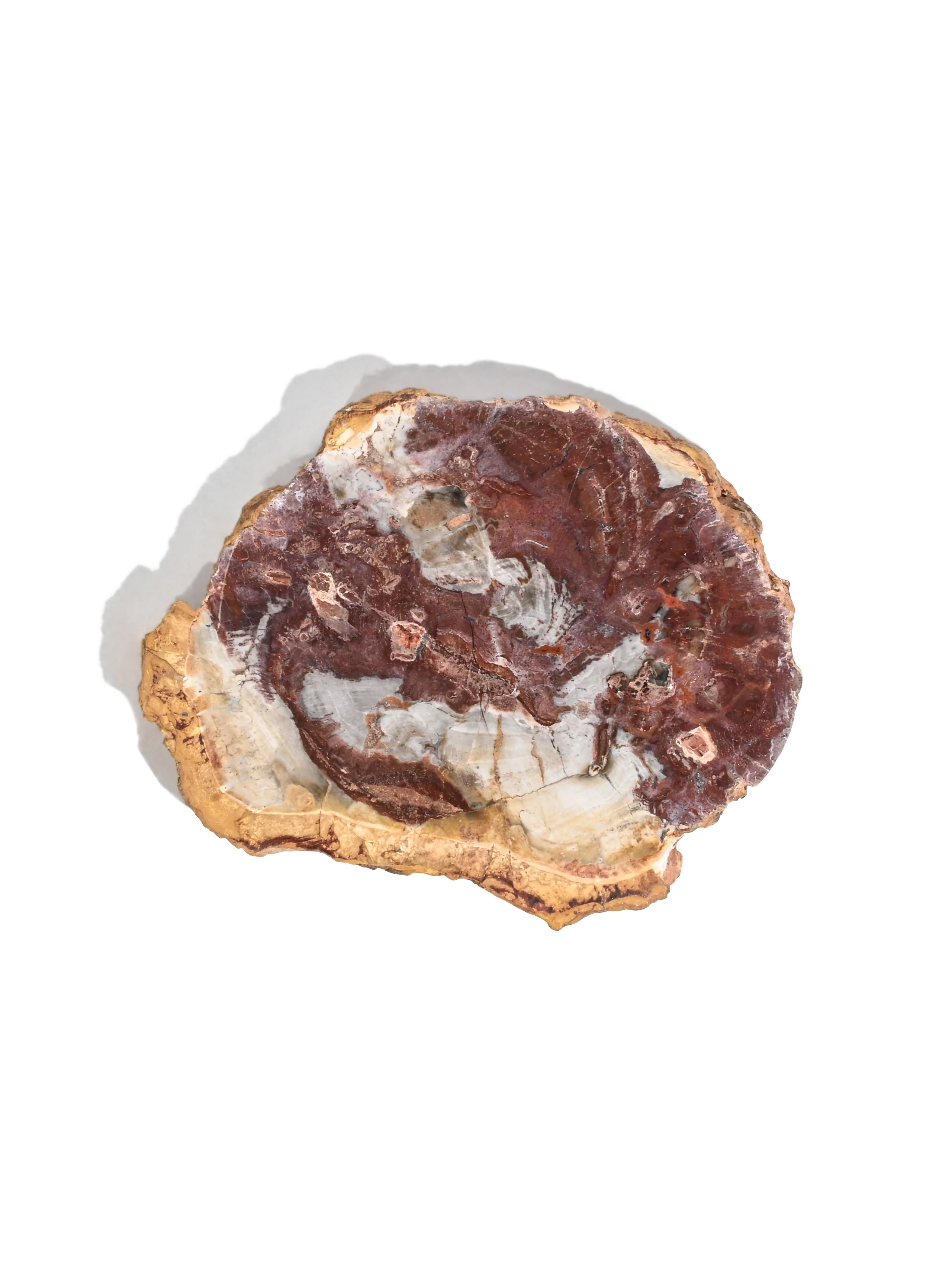 Petrified Wood Slabs - Image 6