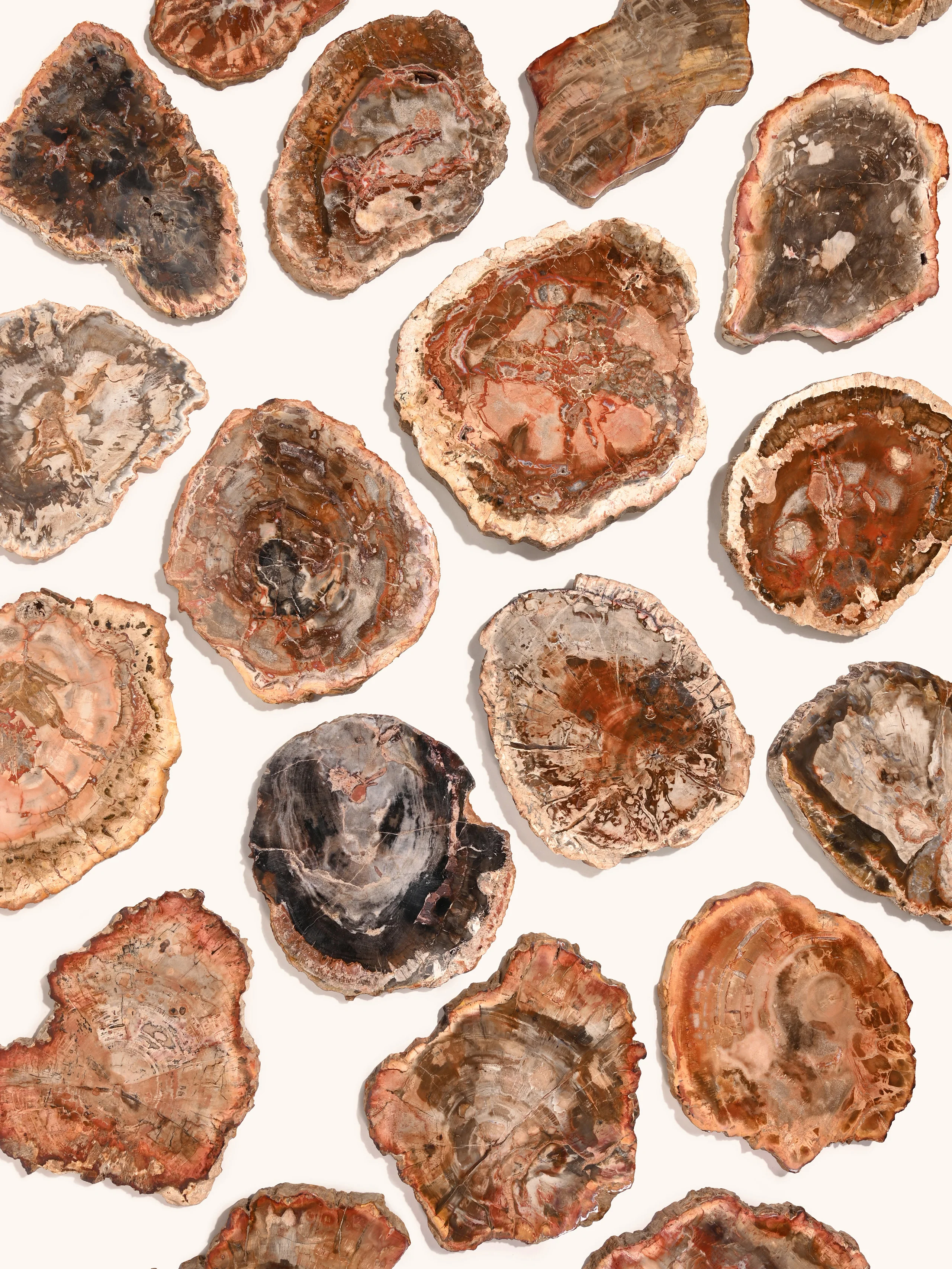 Petrified Wood Slabs - Image 8