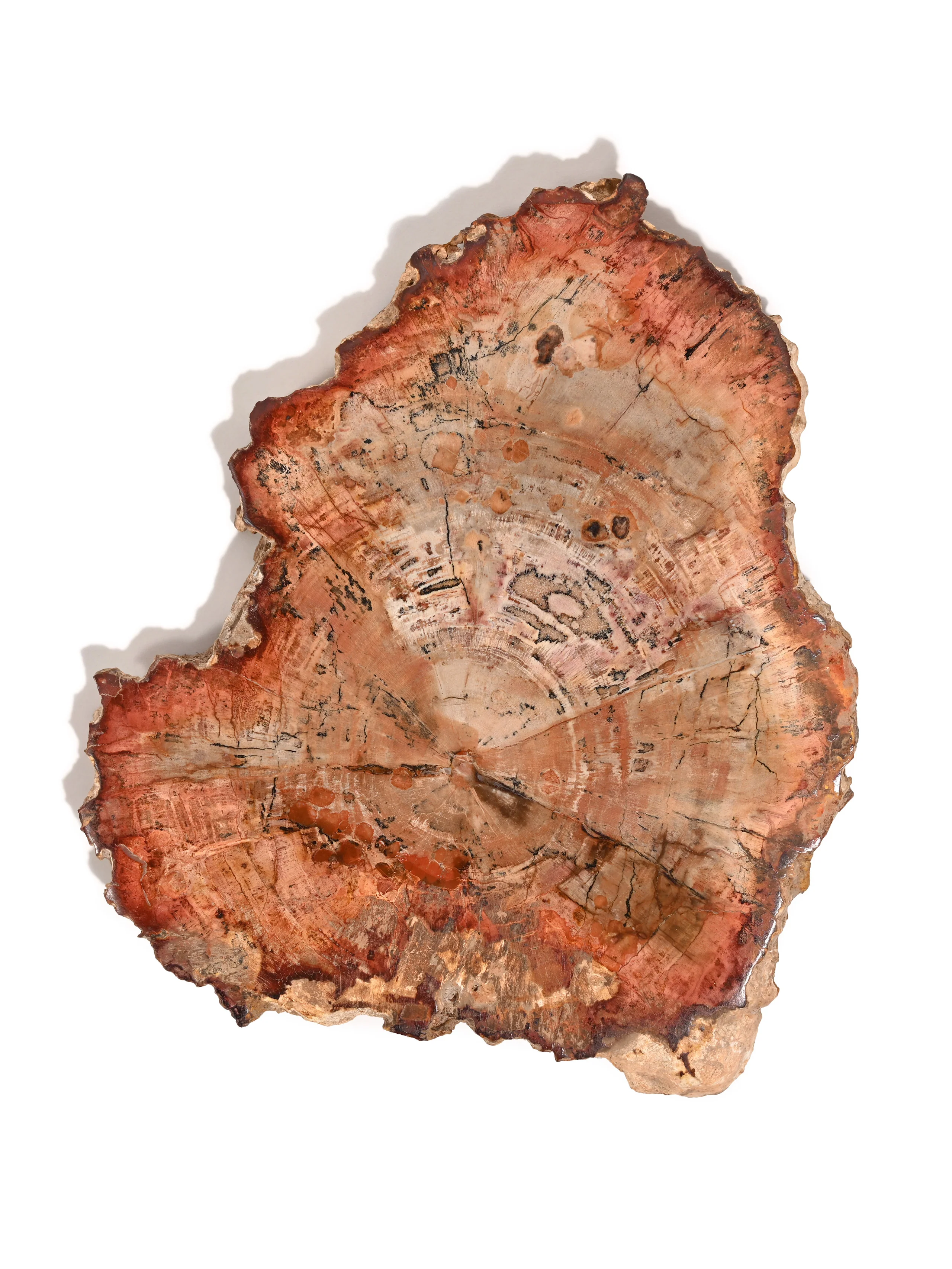 Petrified Wood Slabs - Image 9