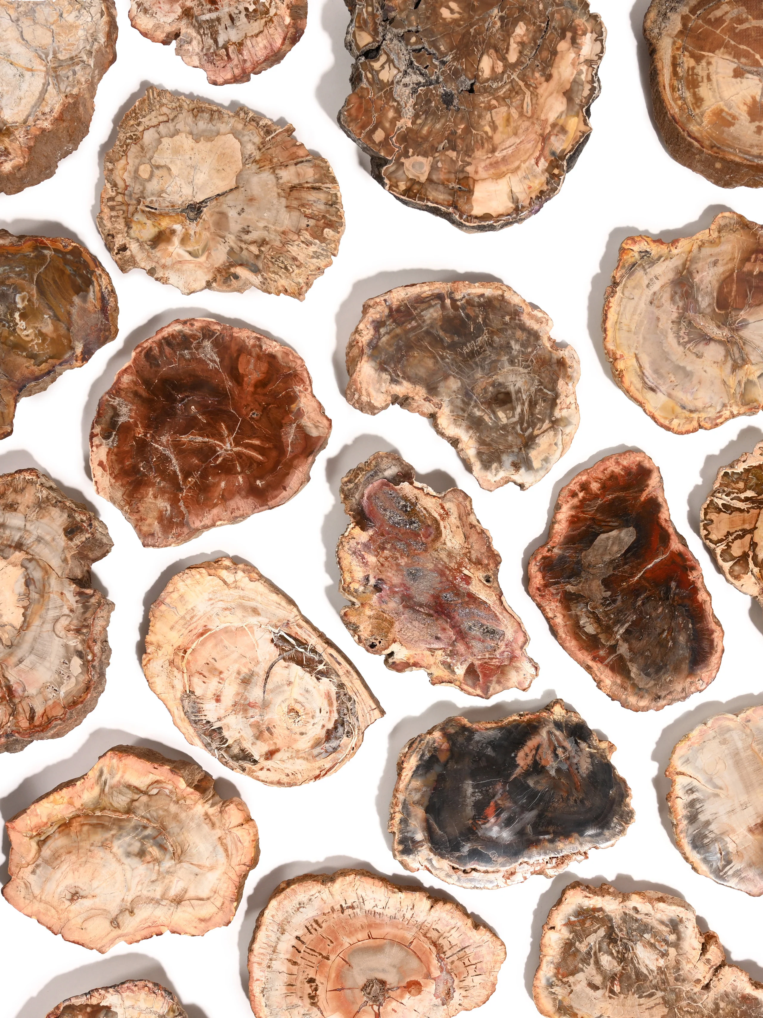 Petrified Wood Slabs - End Cut