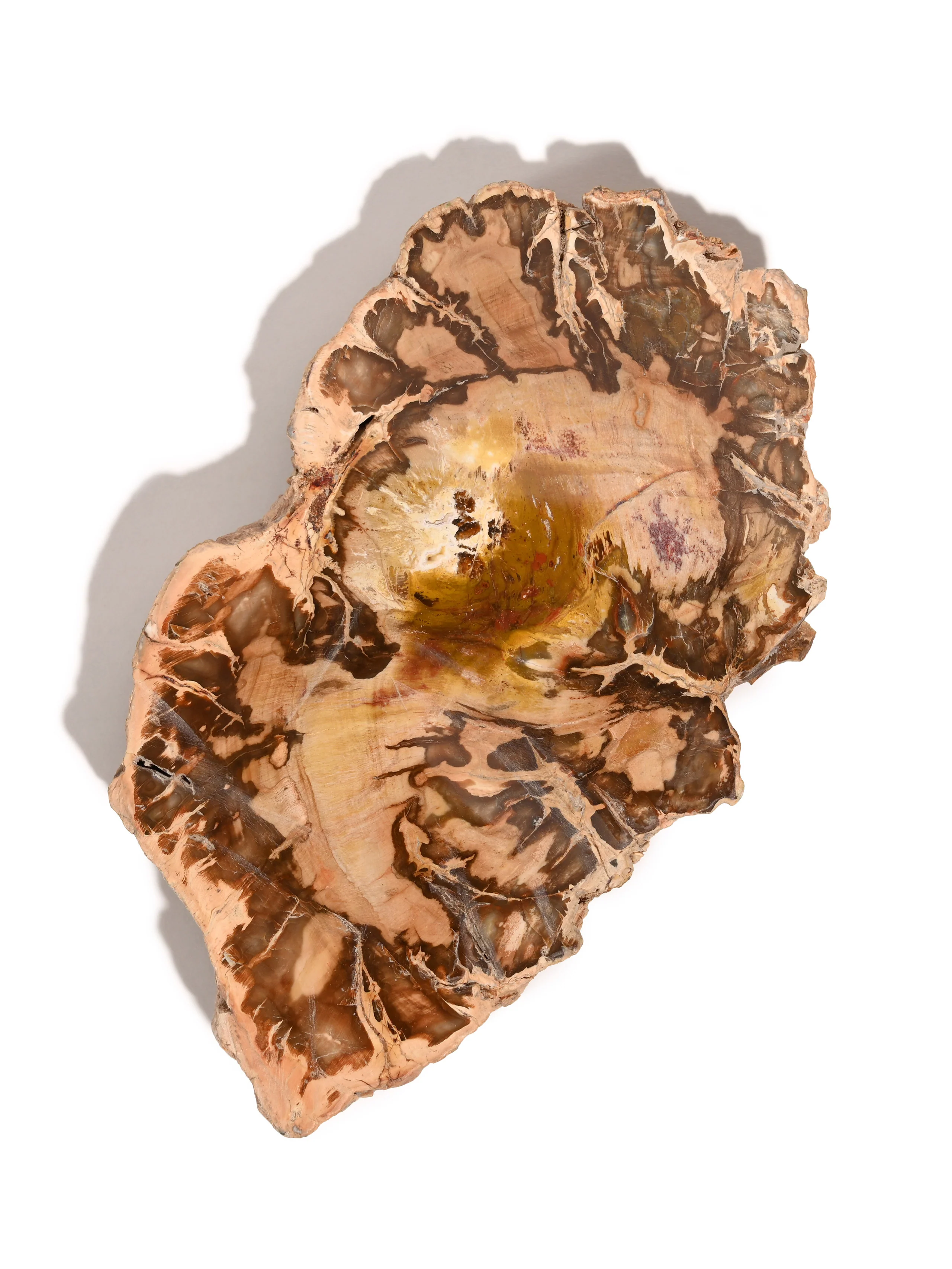 Petrified Wood Slabs - End Cut - Image 2