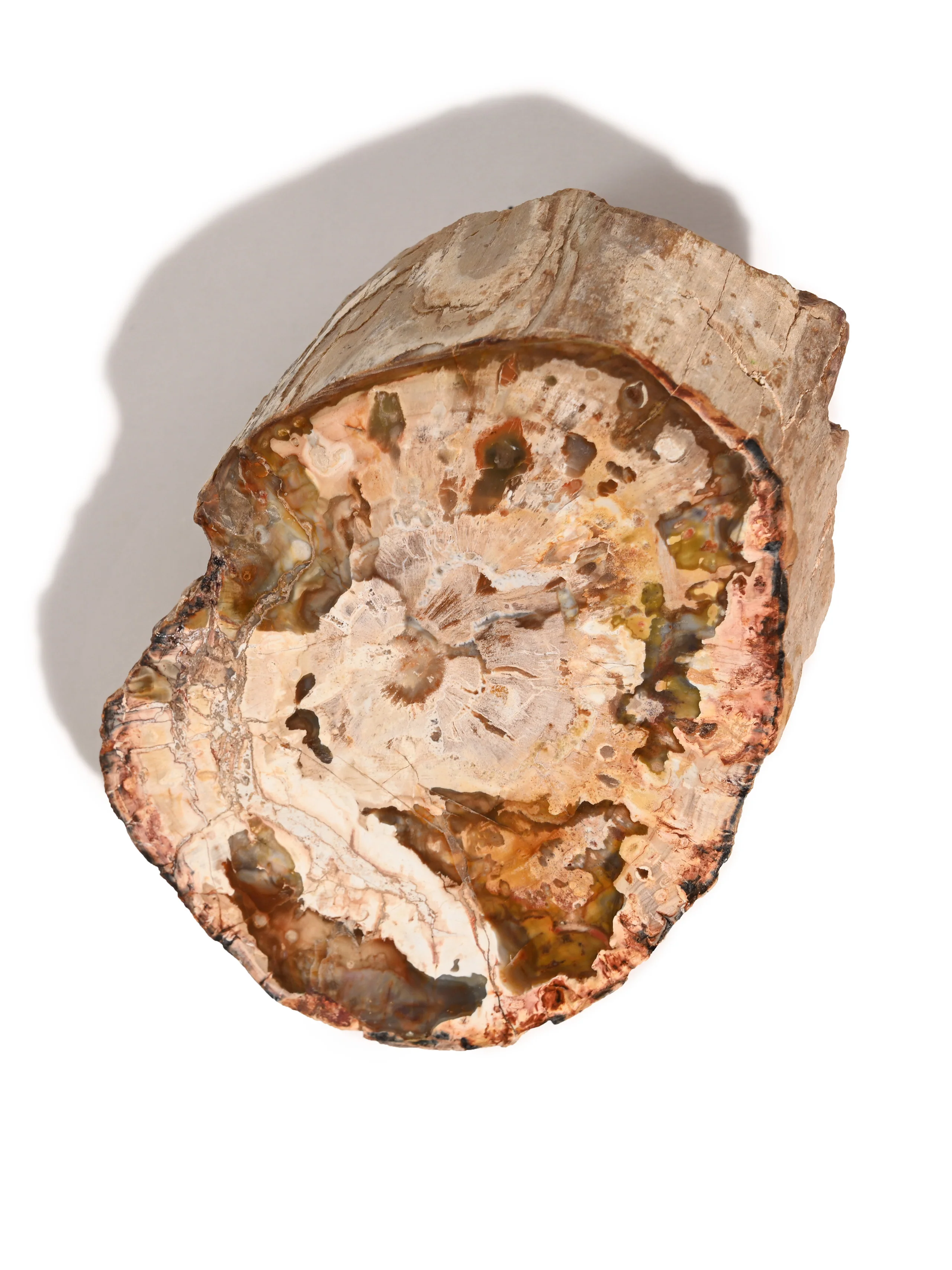 Petrified Wood Slabs - End Cut - Image 3