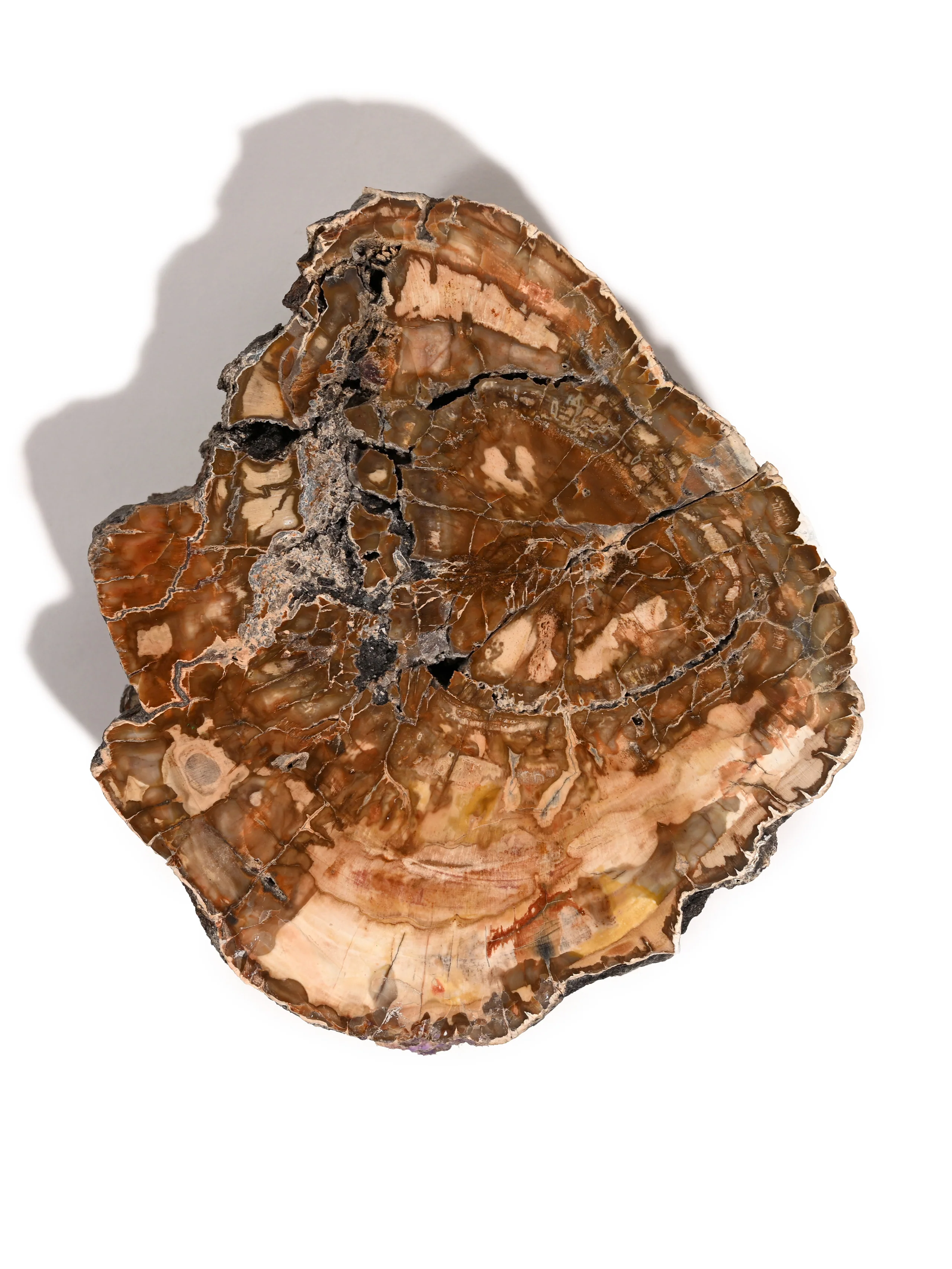 Petrified Wood Slabs - End Cut - Image 4