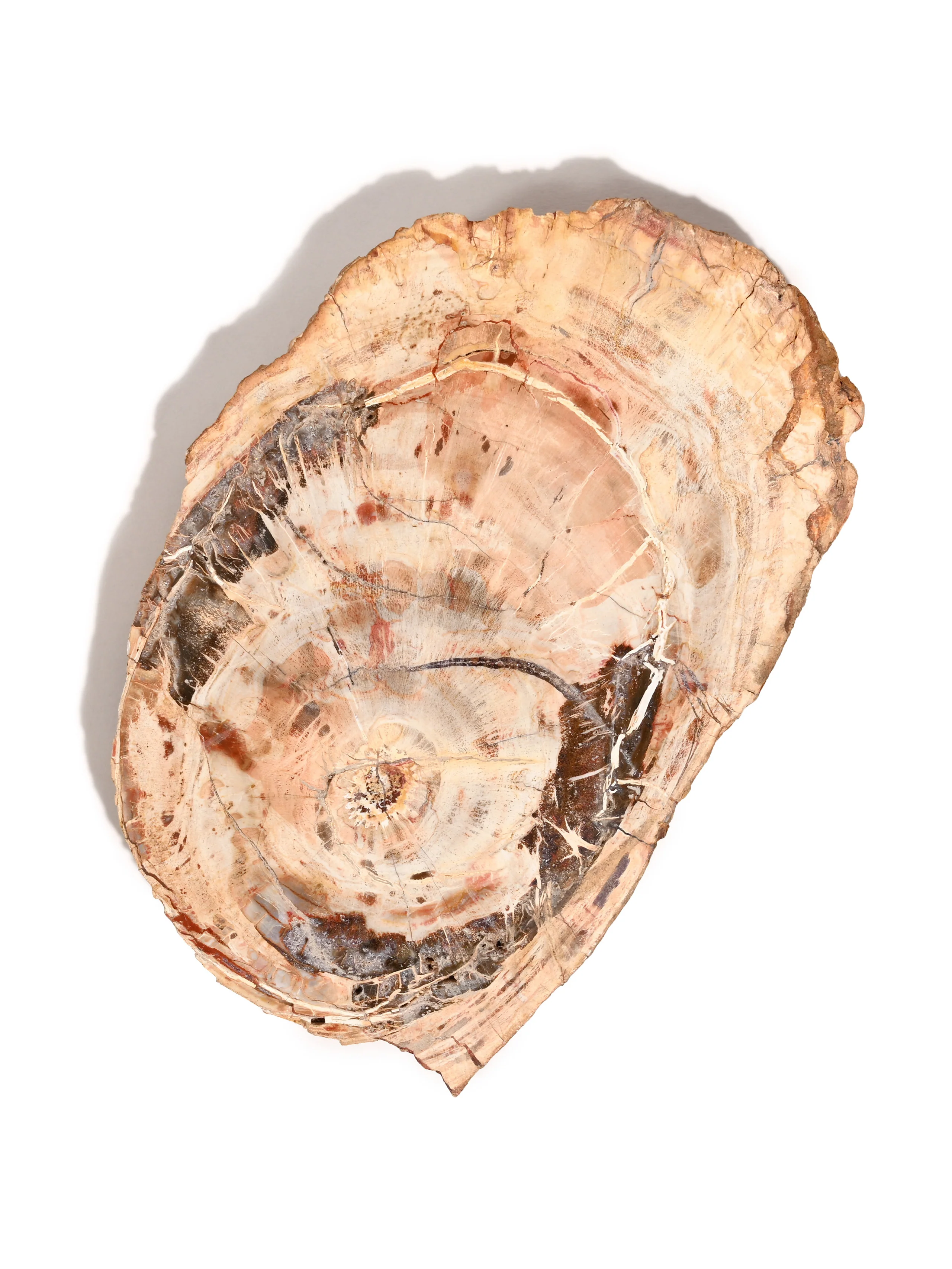 Petrified Wood Slabs - End Cut - Image 5