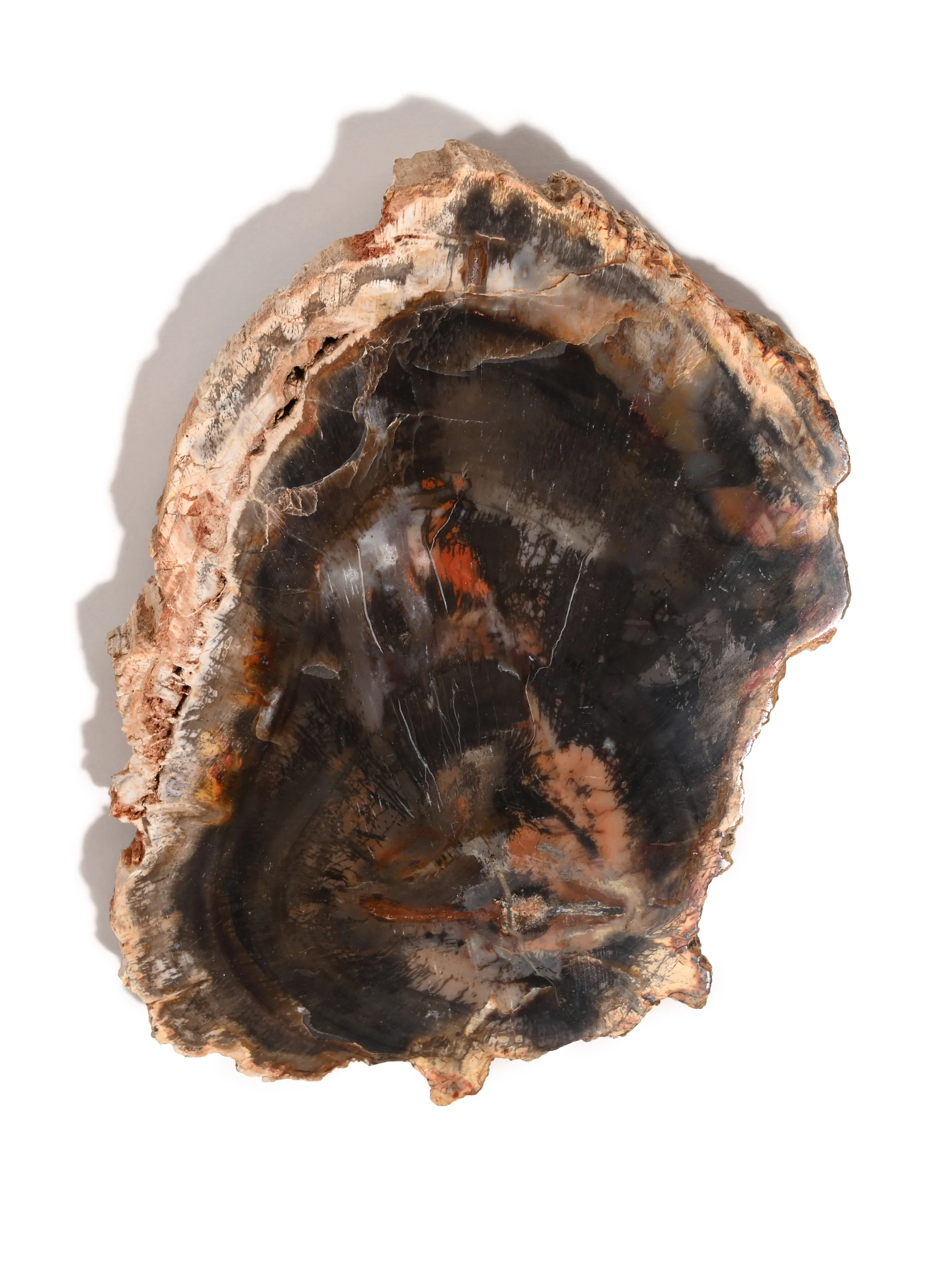 Petrified Wood Slabs - End Cut - Image 6