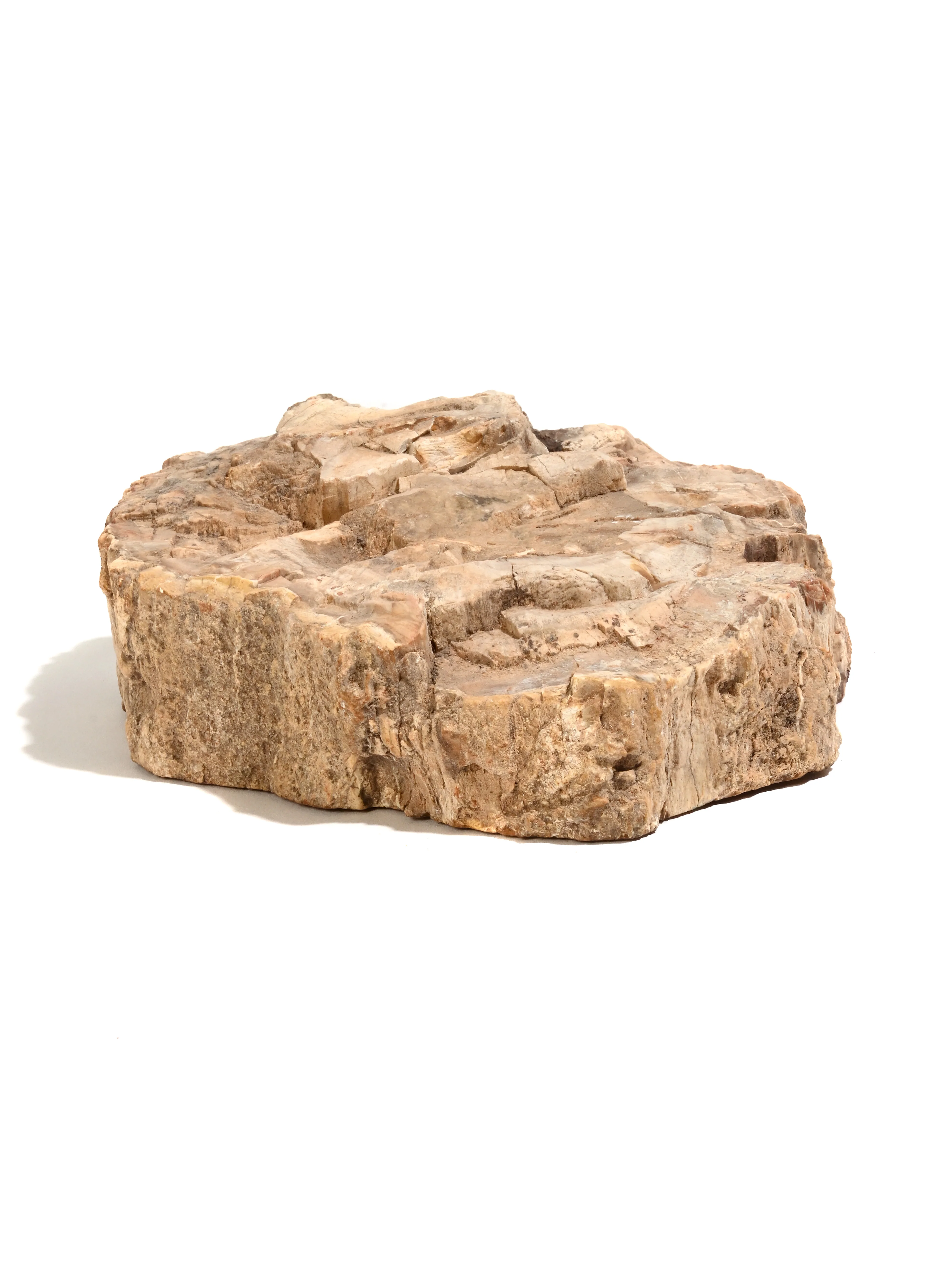 Petrified Wood Slabs - End Cut - Image 7
