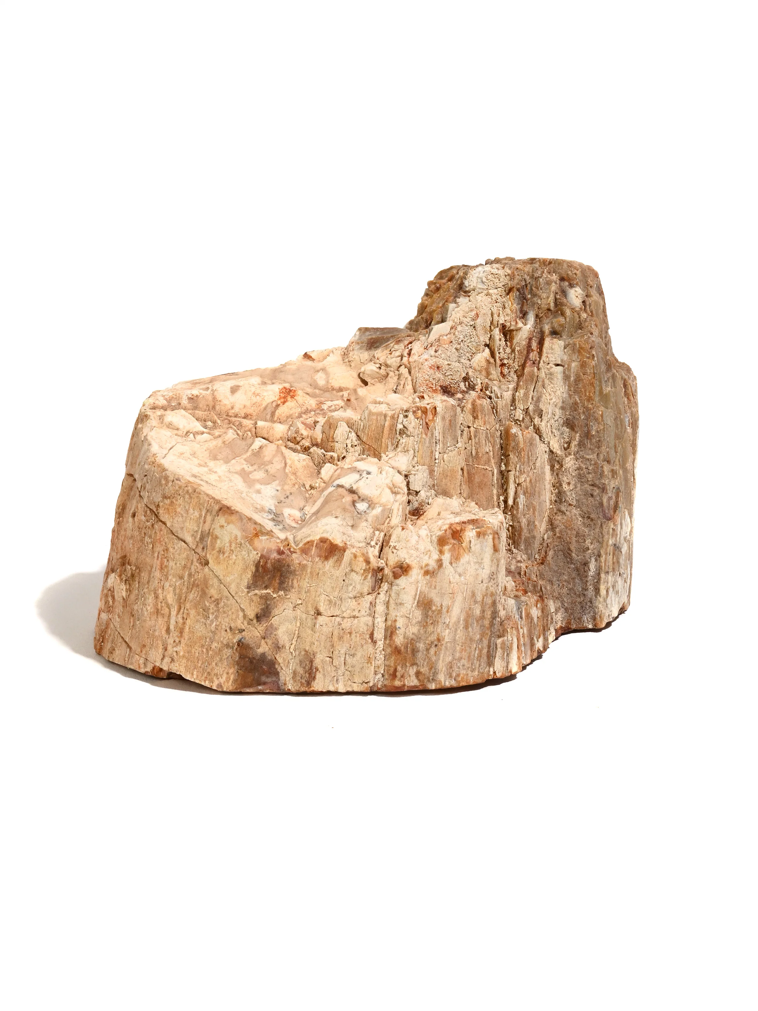 Petrified Wood Slabs - End Cut - Image 8