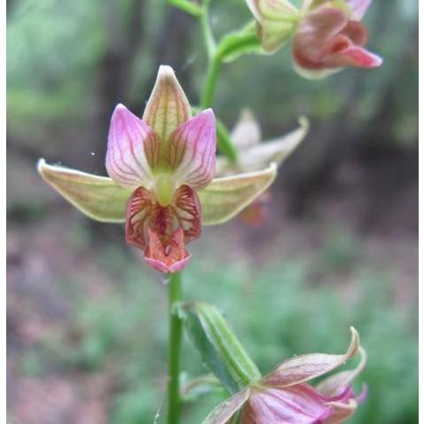 Stream Orchid Pituitary Master Flower Essence - Image 2