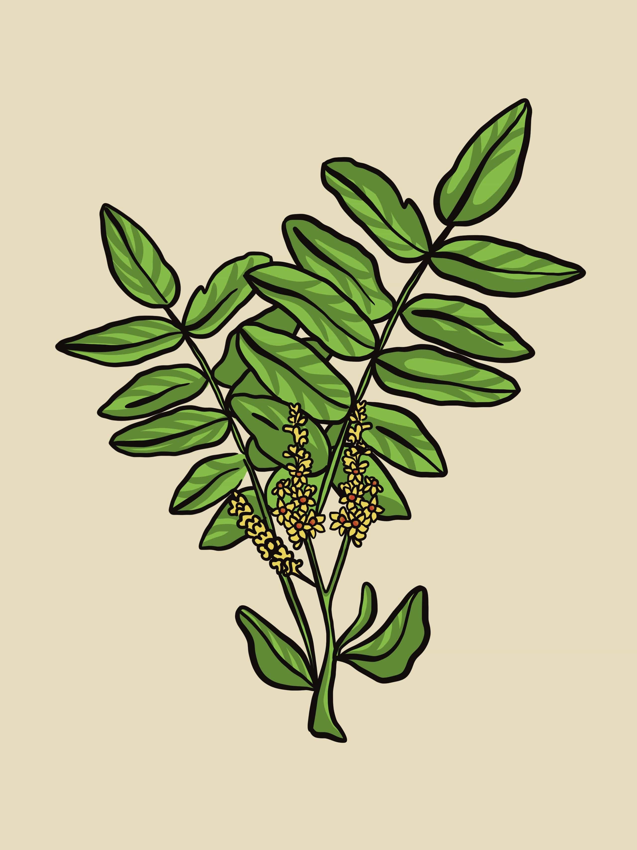 Frankincense Organic Essential Oil - 15 ml - Image 2