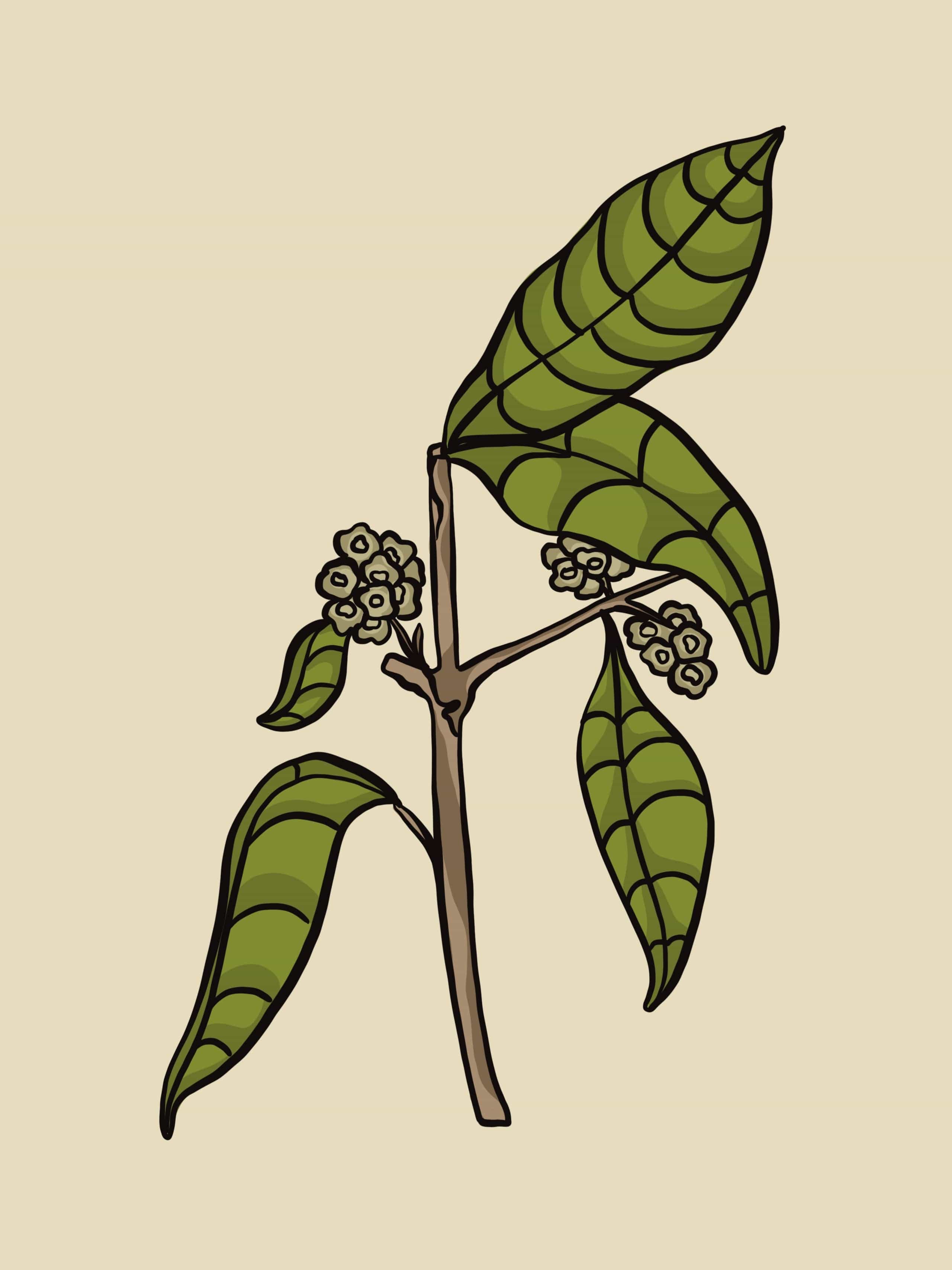 Moena Essential Oil - Image 4