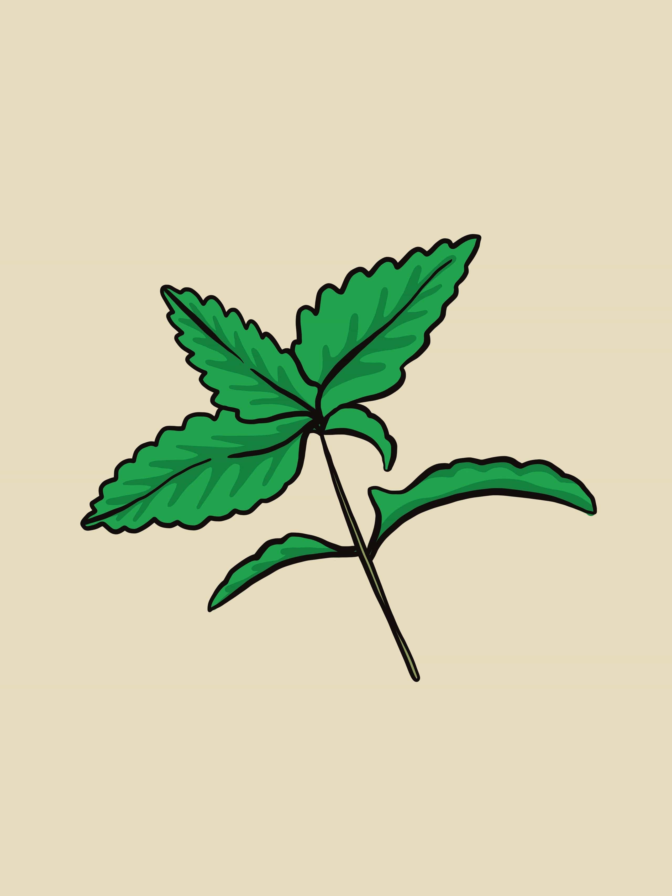 Muña - Andean Mint Essential Oil - 15 ml - Image 2