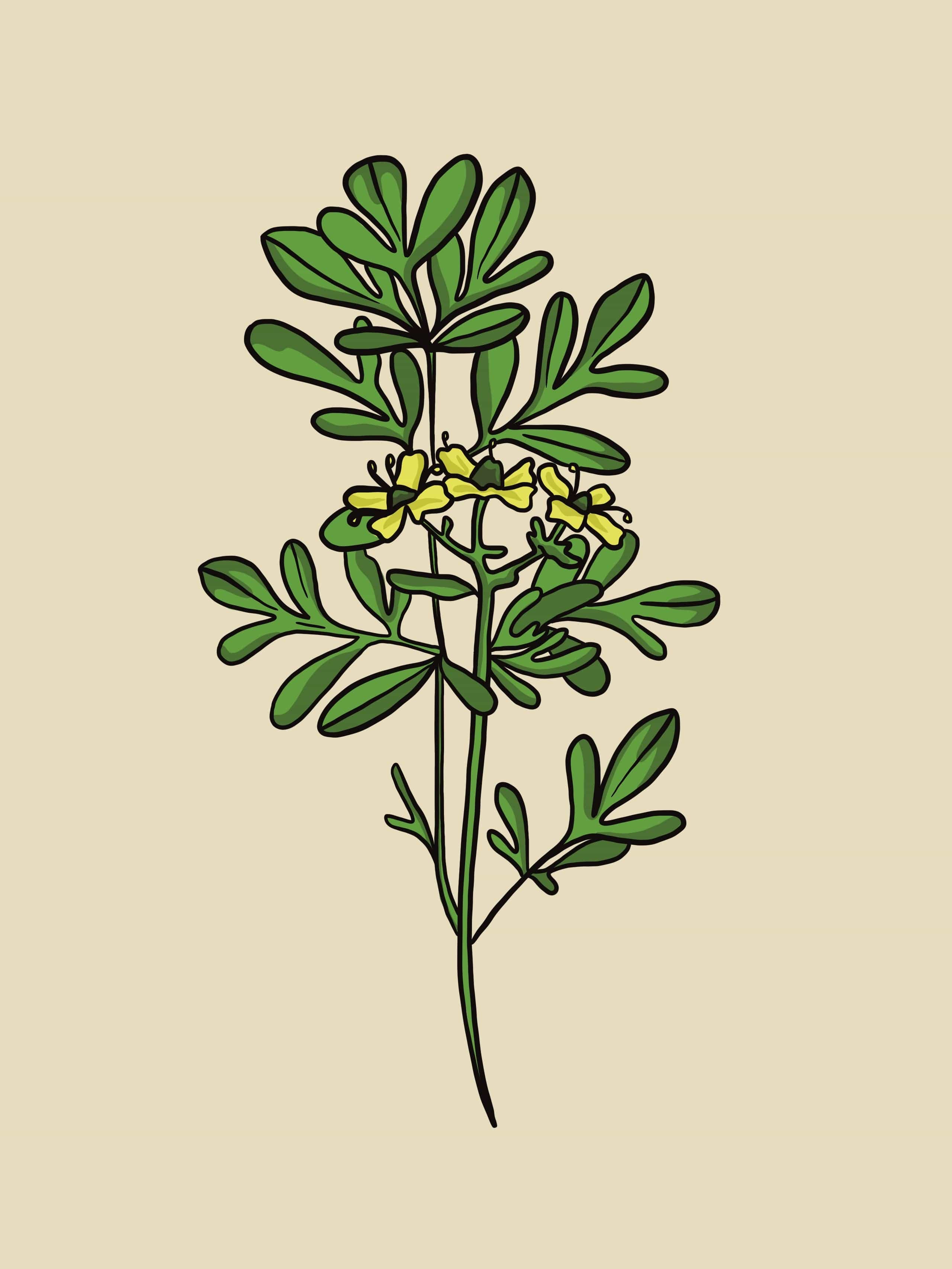 Ruda (Rue) Essential Oil - 15 ml - Image 2
