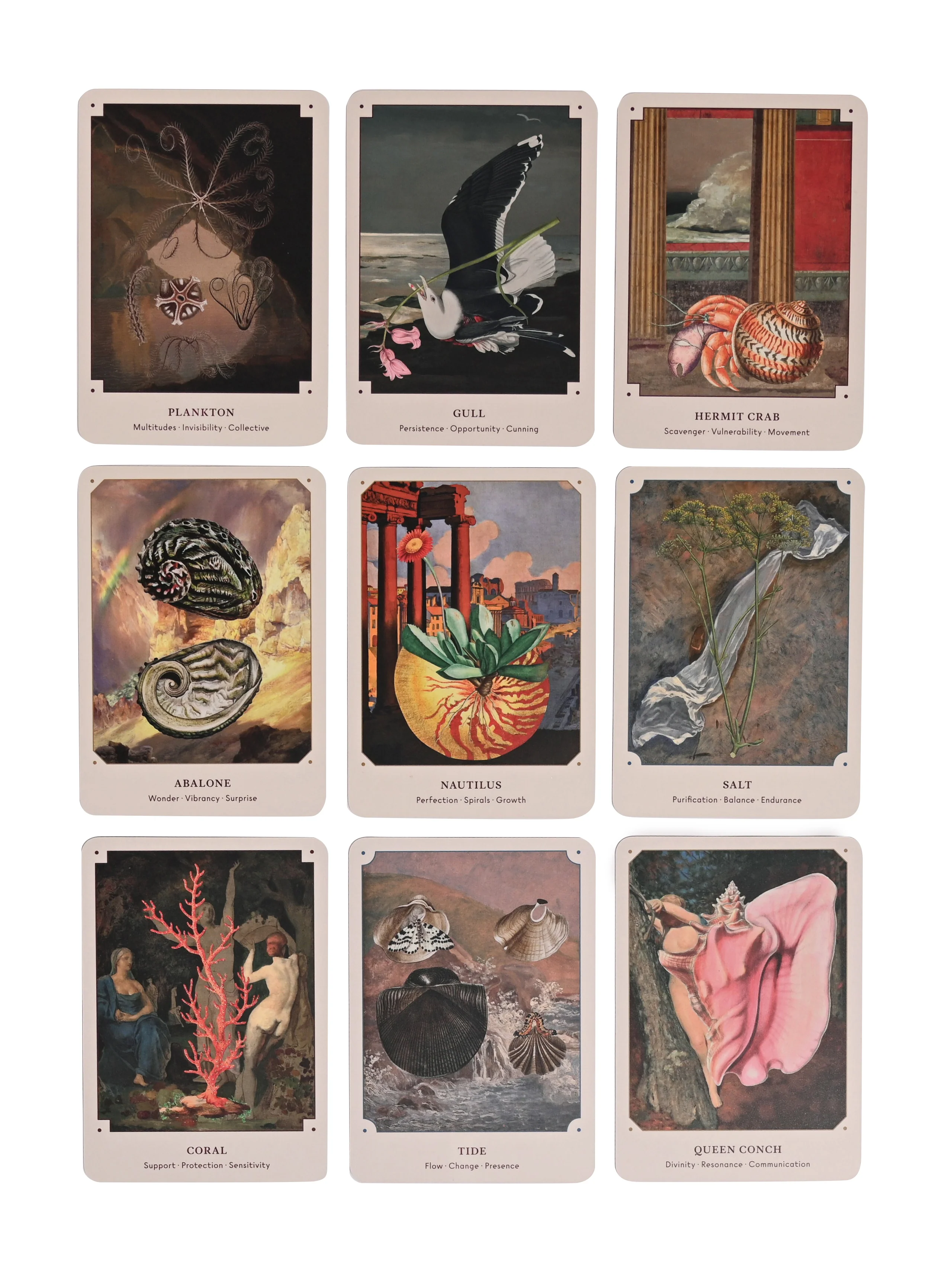 The Seashell Oracle : 44 Card Deck & Guidebook - Image 4