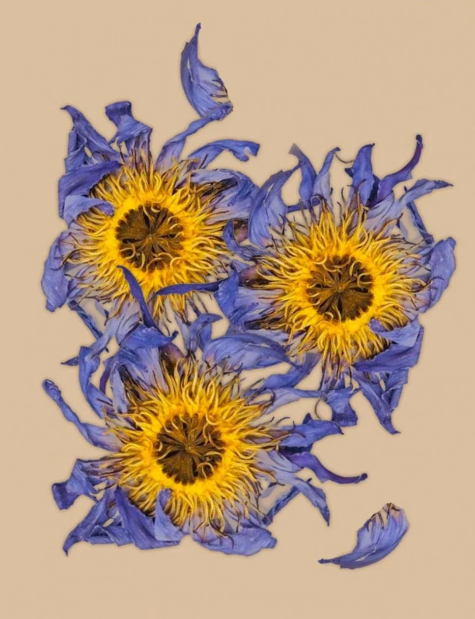 Whole Blue Lotus Flowers - Image 3